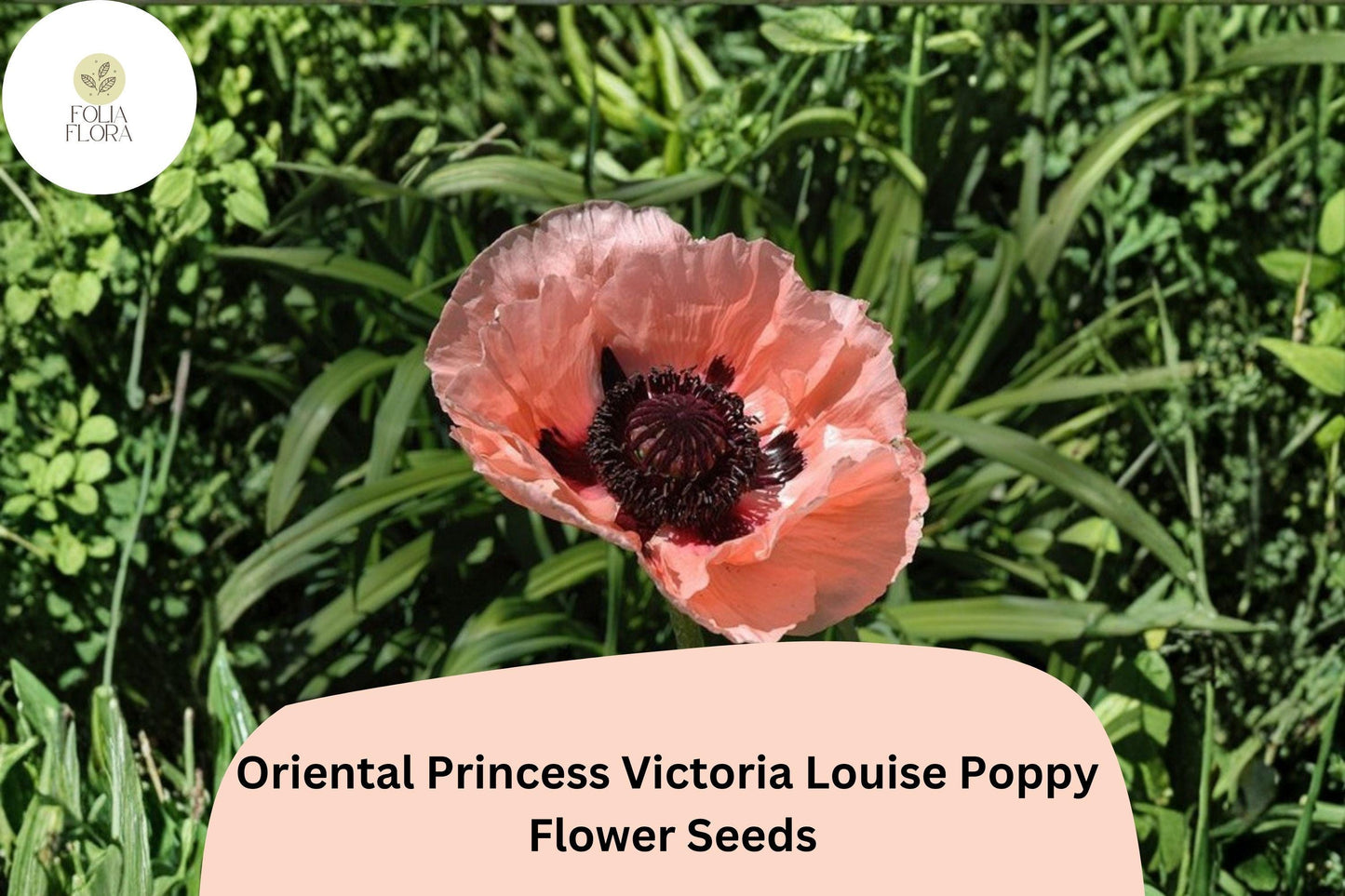 200+ Oriental Princess Victoria Louise Poppy Seeds for Garden – Pink Blooms, Easy to Grow Perennial Flowers