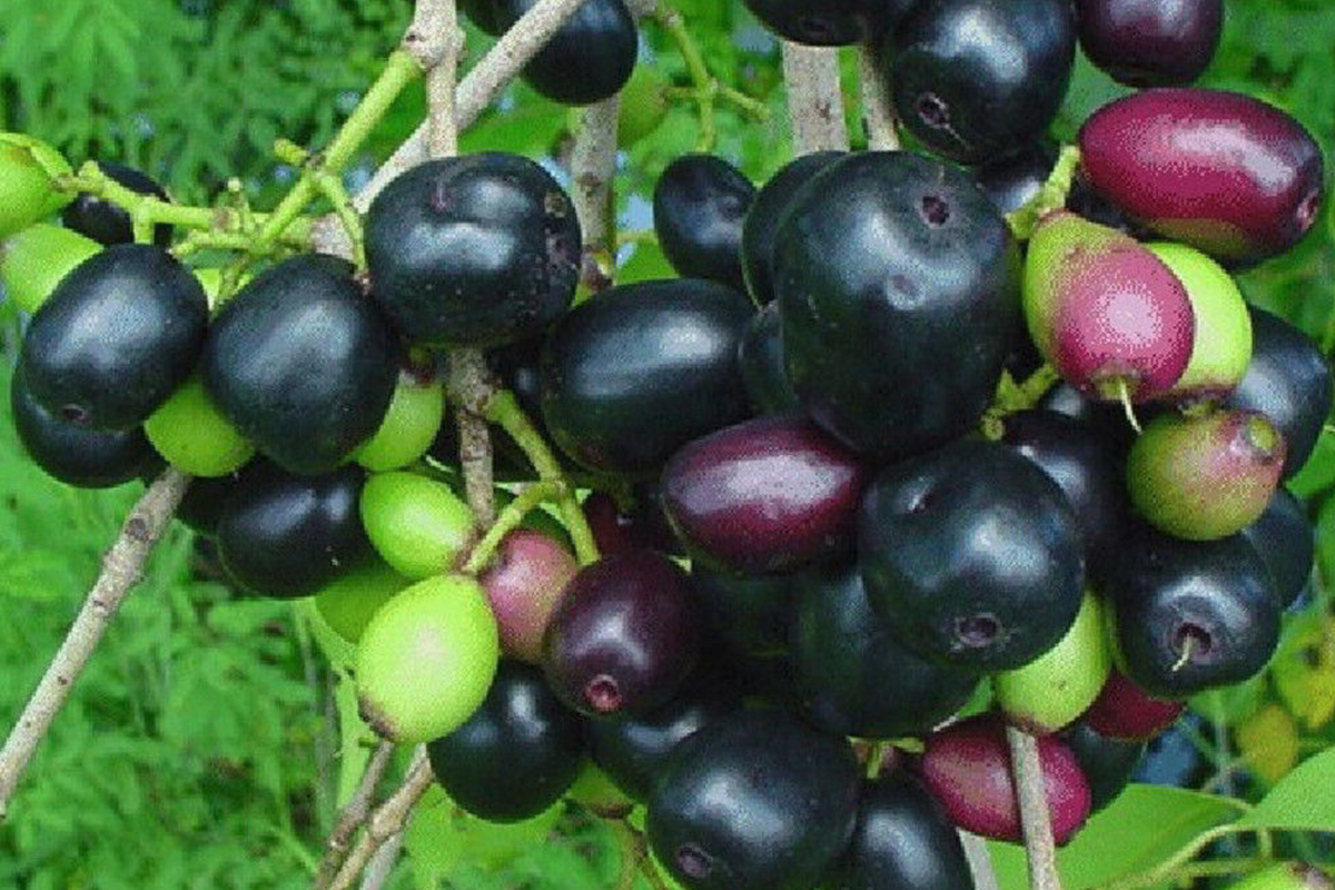 Black Java Plum Tree - Live Syzygium cumini 1β-2β Tall | Tropical Fruit Tree | Nutritious Plum for Culinary & Medicinal Use