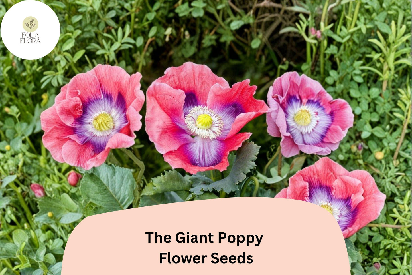 200+ The Giant Poppy Seeds for Garden Planting – Large, Vibrant Blooms, Easy to Grow Annual Wildflower