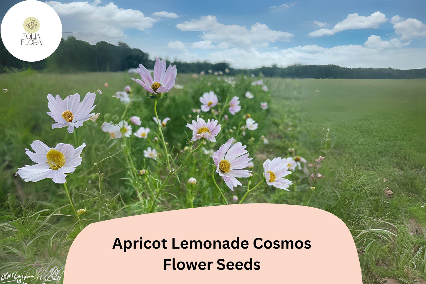 Cosmos bipinnatus Apricot Lemonade Seeds – 200+ Pastel Blooms for Garden & Cut Flowers