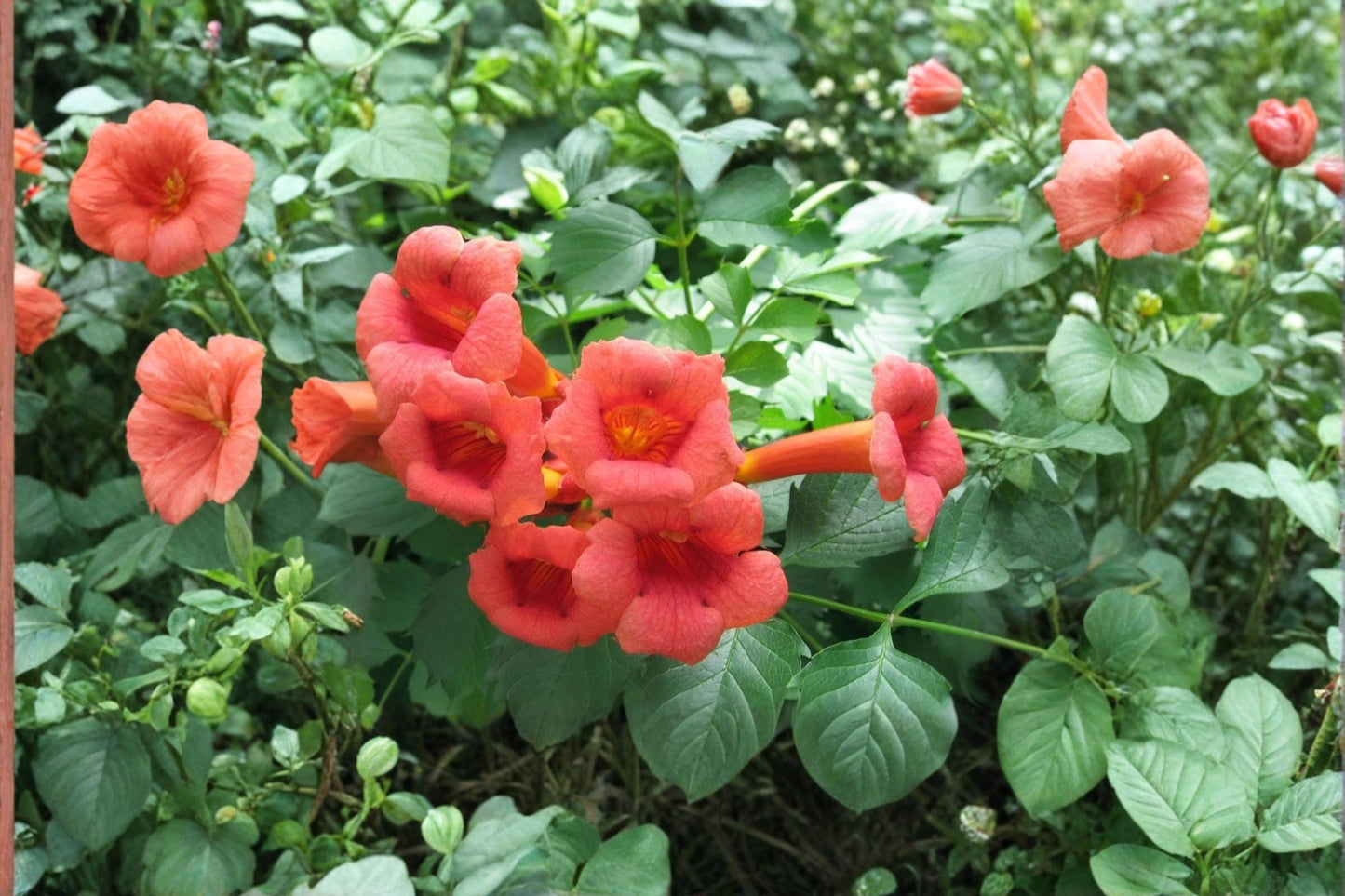 Red Trumpet Vine 18 Cuttings Live Perennial Vine (Campsis radicans)