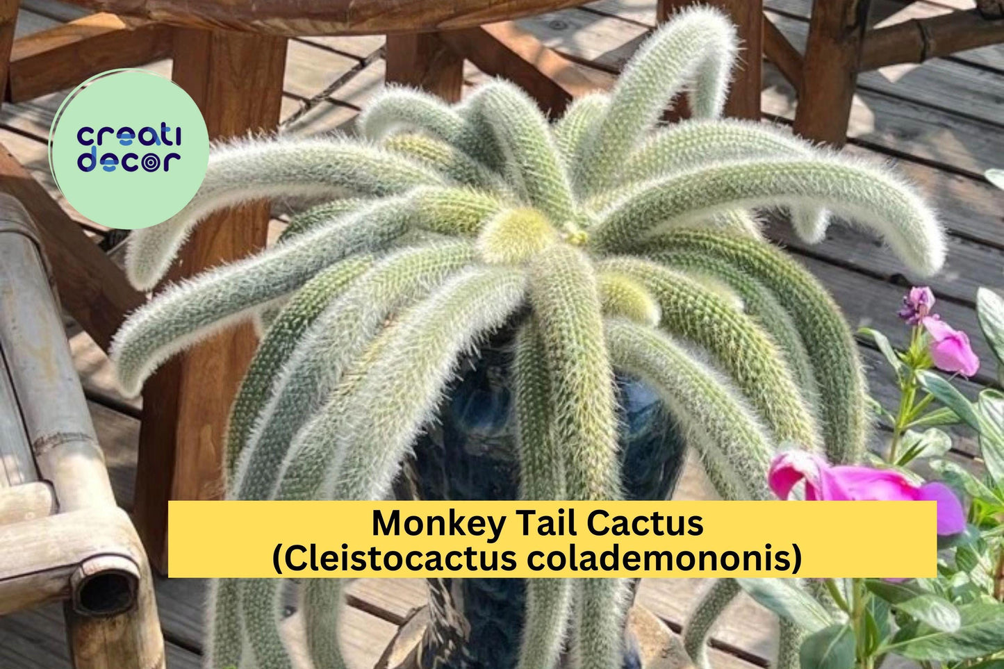 Monkey Tail Cactus Starter Plant | 2" Pot | Cleistocactus colademononis Succulent with Fuzzy Trailing Stems
