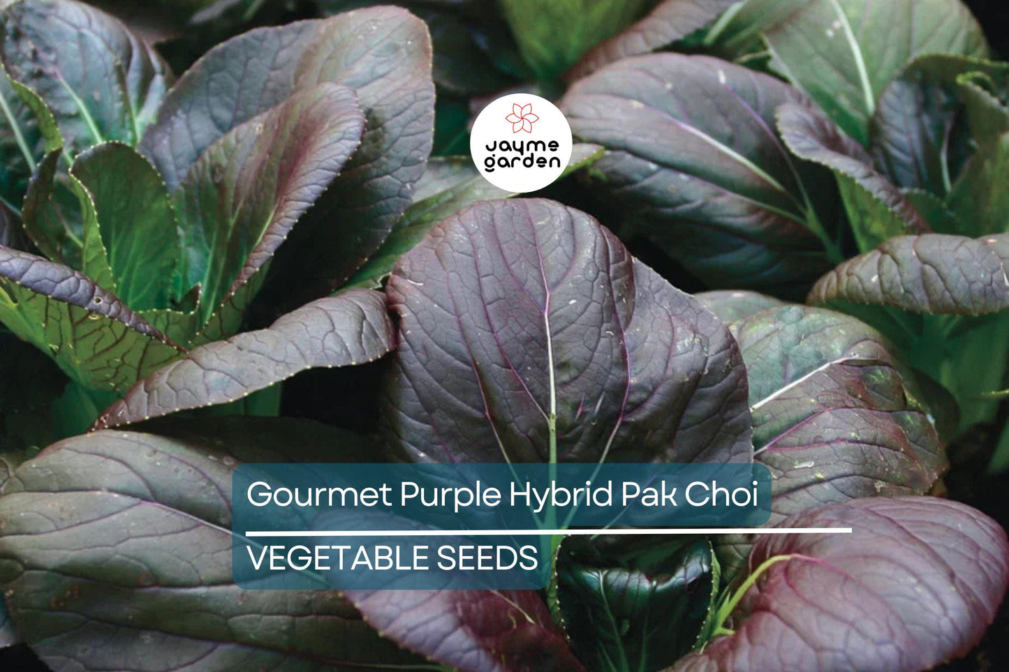 300 Gourmet Purple Hybrid Pak Choi Seeds - Bok Choi (Brassica rapa Chinensis), 6-12" Tall, Free Shipping
