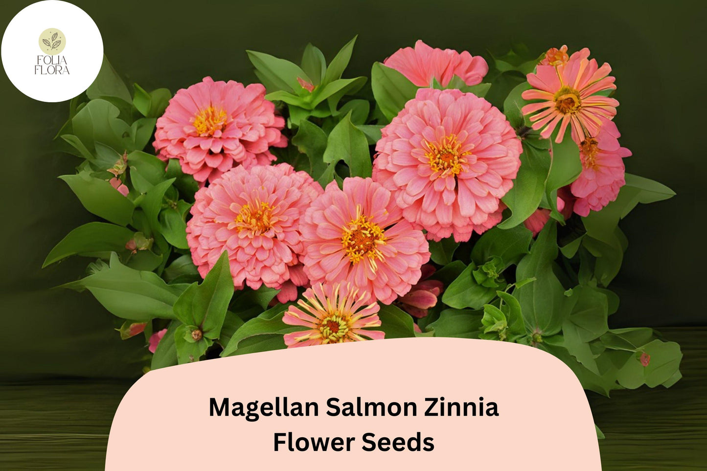 100+ Magellan Salmon Zinnia Seeds – Soft Salmon Blooms for Garden Beds, Borders & Cut Flowers