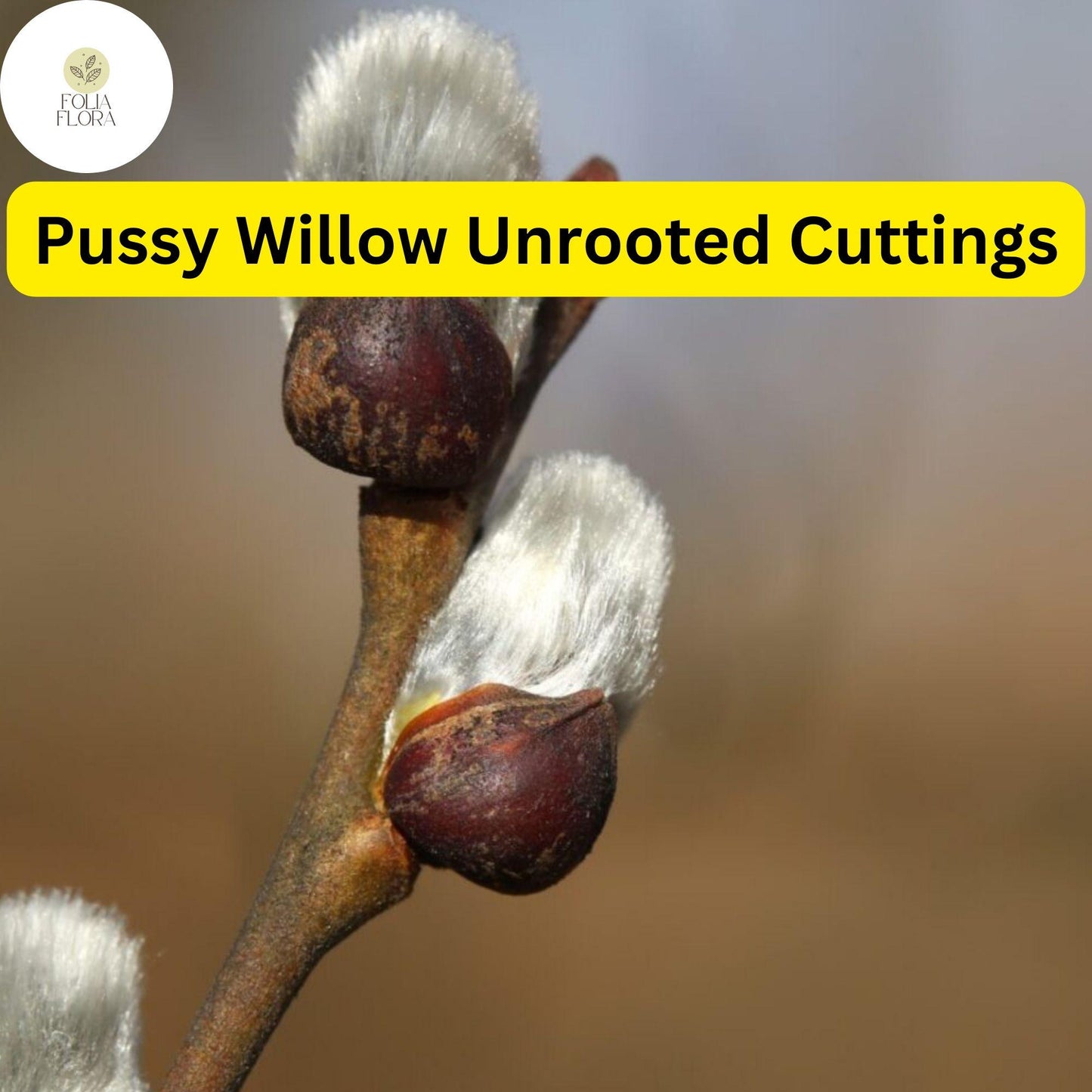 10 Fresh Pussy Willow Unrooted Cuttings - Easy to Root Salix Discolor