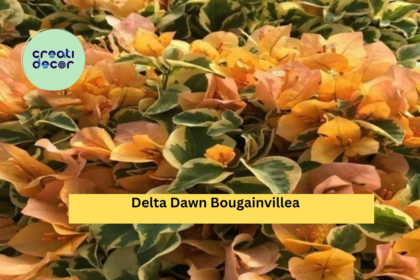 Delta Dawn Variegated Bougainvillea | Well Rooted Live Starter Plug Plant | Colorful Outdoor Flowering Vine
