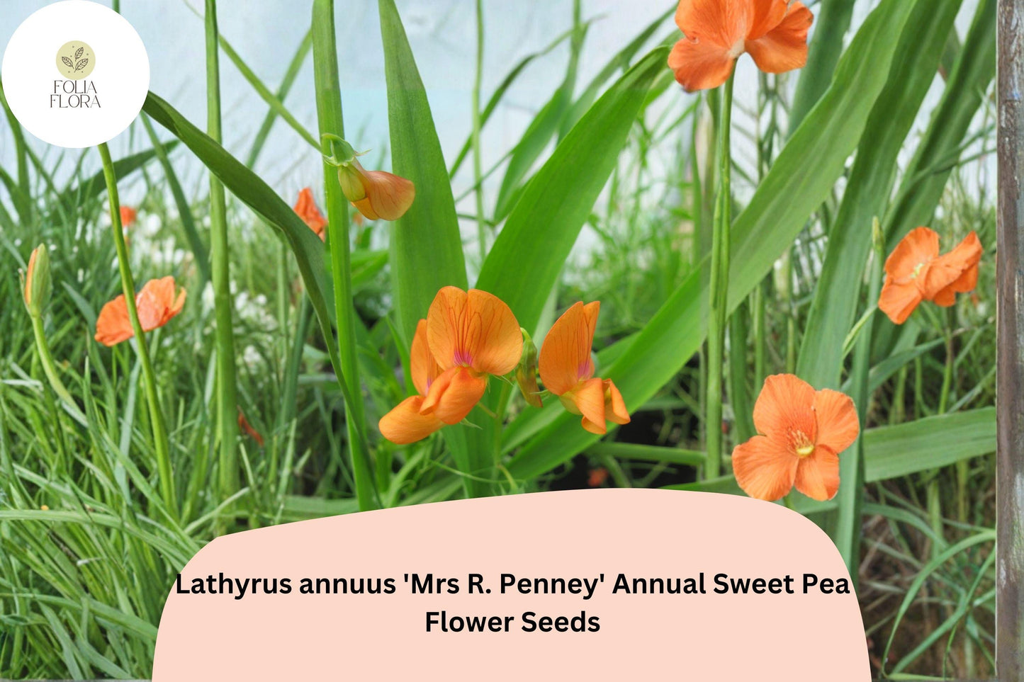 50+ Mrs R. Penney Sweet Pea Seeds | Lathyrus annuus | Annual Sweet Pea for Garden Planting