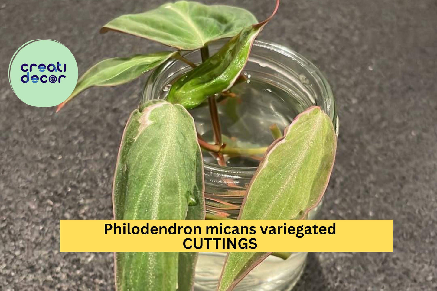 1 Philodendron Micans 'Velvet Halo' Cutting | Variegated Heartleaf Starter | Rare Indoor Houseplant | Velvet Foliage Beauty