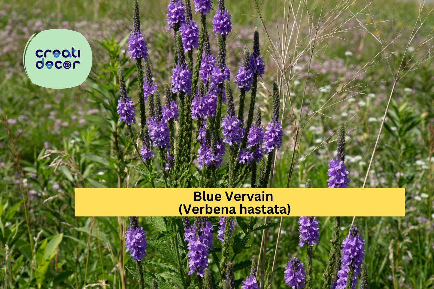 Blue Vervain Seeds (Verbena hastata) – 100 Native Wildflower Seeds | Purple Perennial | Pollinator Friendly | Wet Soil Tolerant