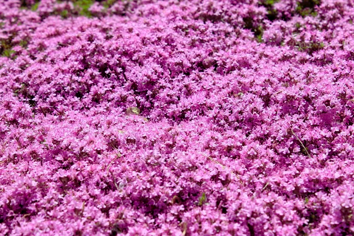 Creeping Thyme Seeds | Bulk Non-GMO Pink Groundcover Seeds | Thymus serpyllum