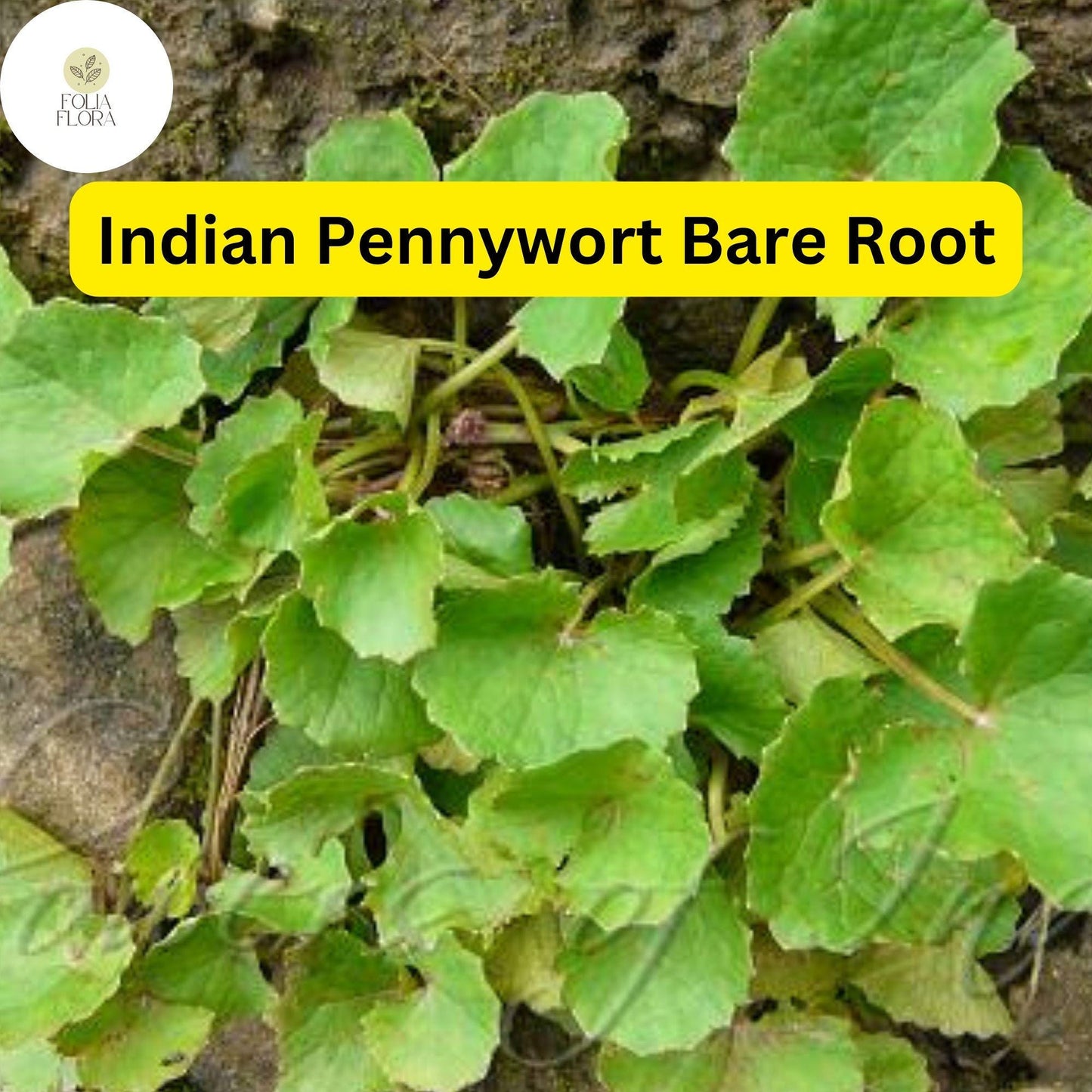 Indian Pennywort (10 Bare Root Live Plants), Centella asiatica, Ready to Plant