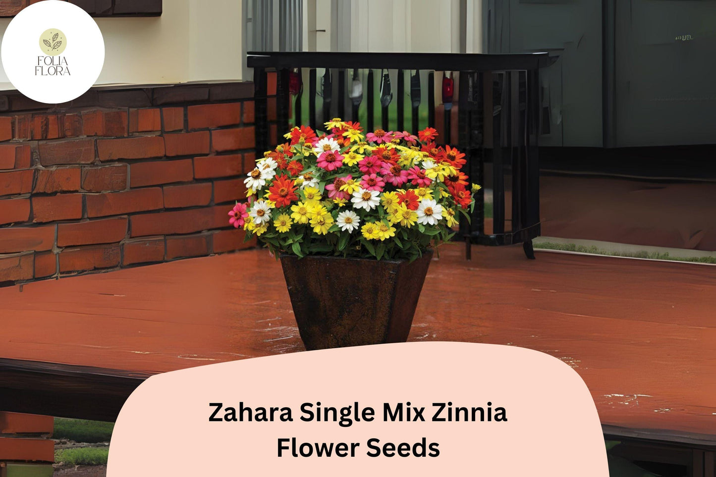 100+ Zahara Single Mix Zinnia Seeds – Vibrant Low-Growing Blooms for Garden Beds & Containers