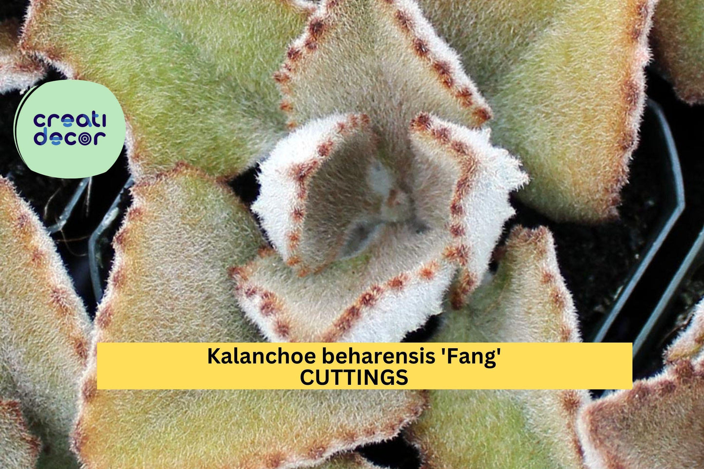 1 Kalanchoe Beharensis 'Fang' Cutting | Unrooted Succulent Starter | Fuzzy Silver Leaves with Toothlike Underside | Rare Variety