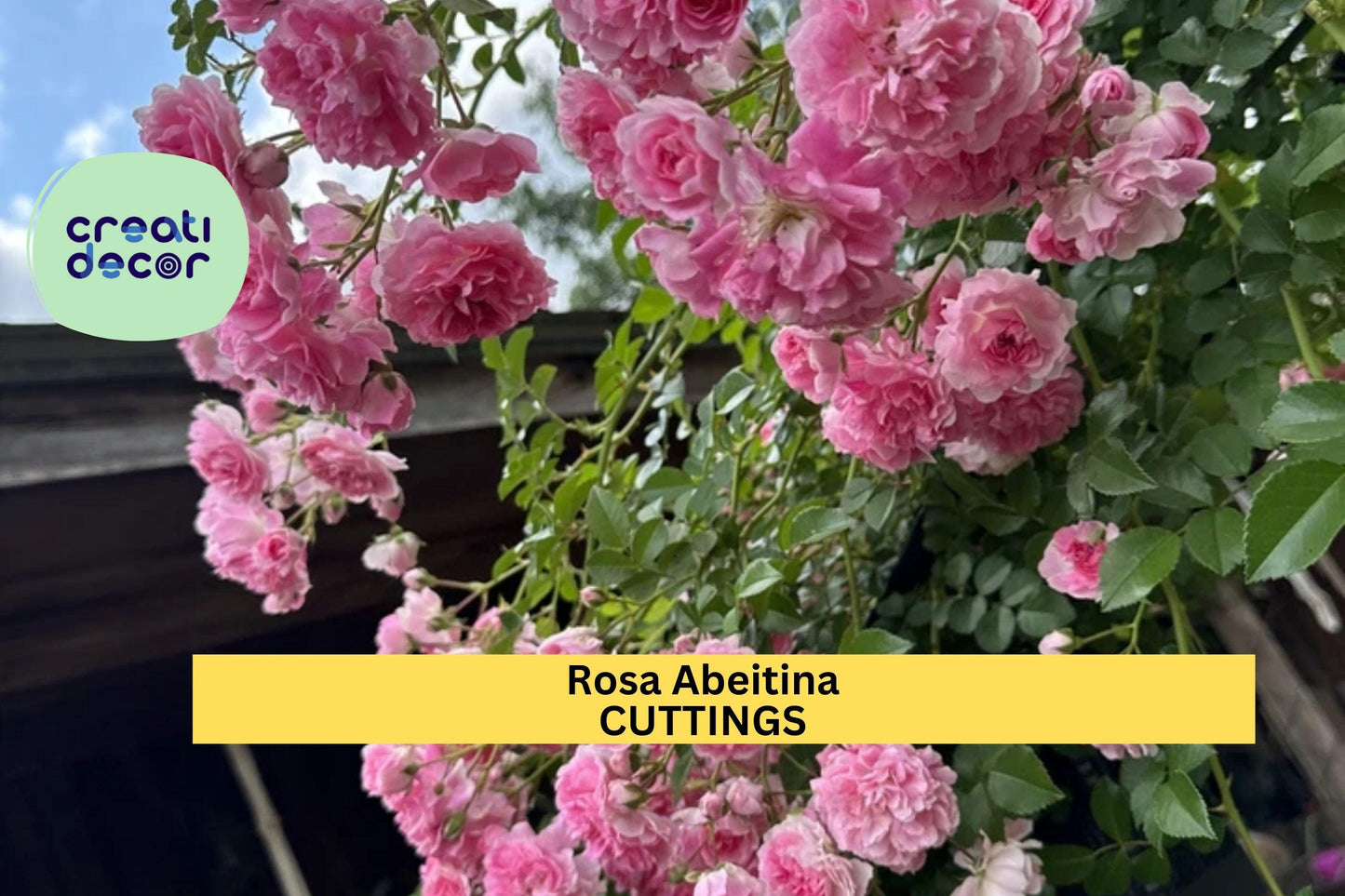 5 Pink Climbing Rose Cuttings | Heirloom Pine Rose Bush Starter | Unrooted Garden Propagation | Hardy Flowering Vine Rose