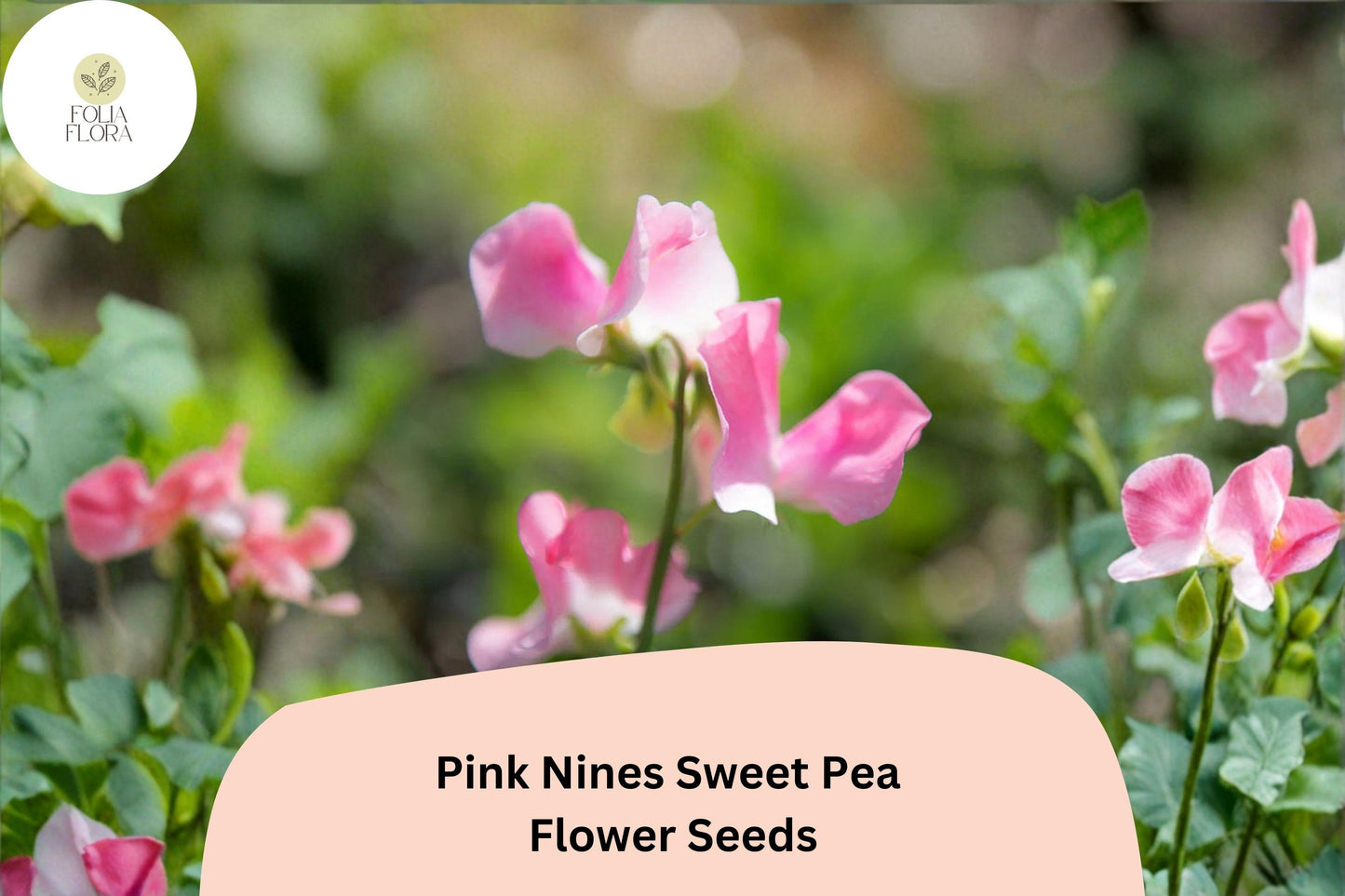 Pink Nines Sweet Pea Seeds | Lathyrus odoratus Climbing Vine (50+ Seeds) for Garden Planting