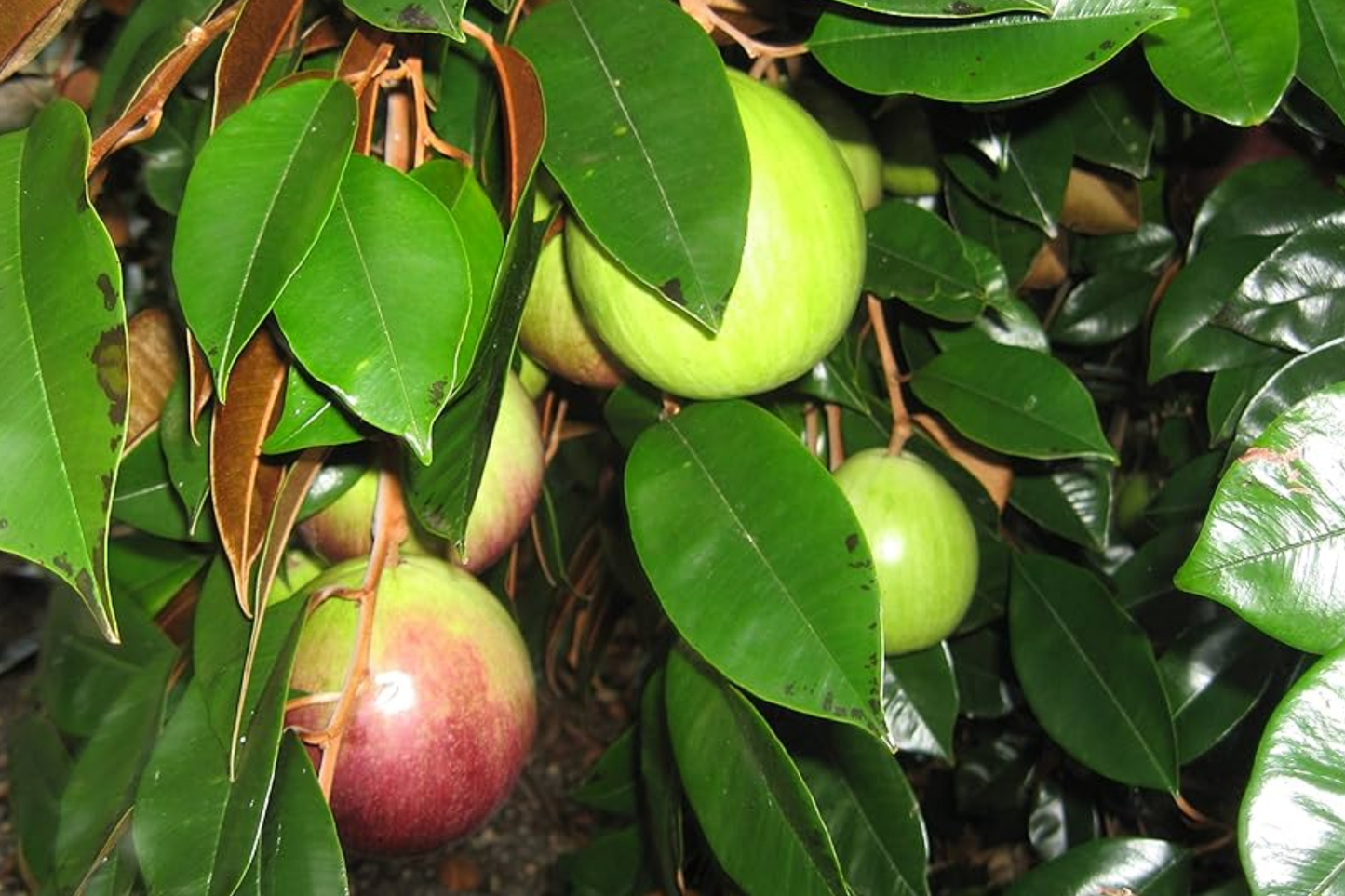 Star Apple Tree (Chrysophyllum cainito) 1ā²ā2ā² ā Tropical Live Fruit Tree with Sweet, Starry Fruits
