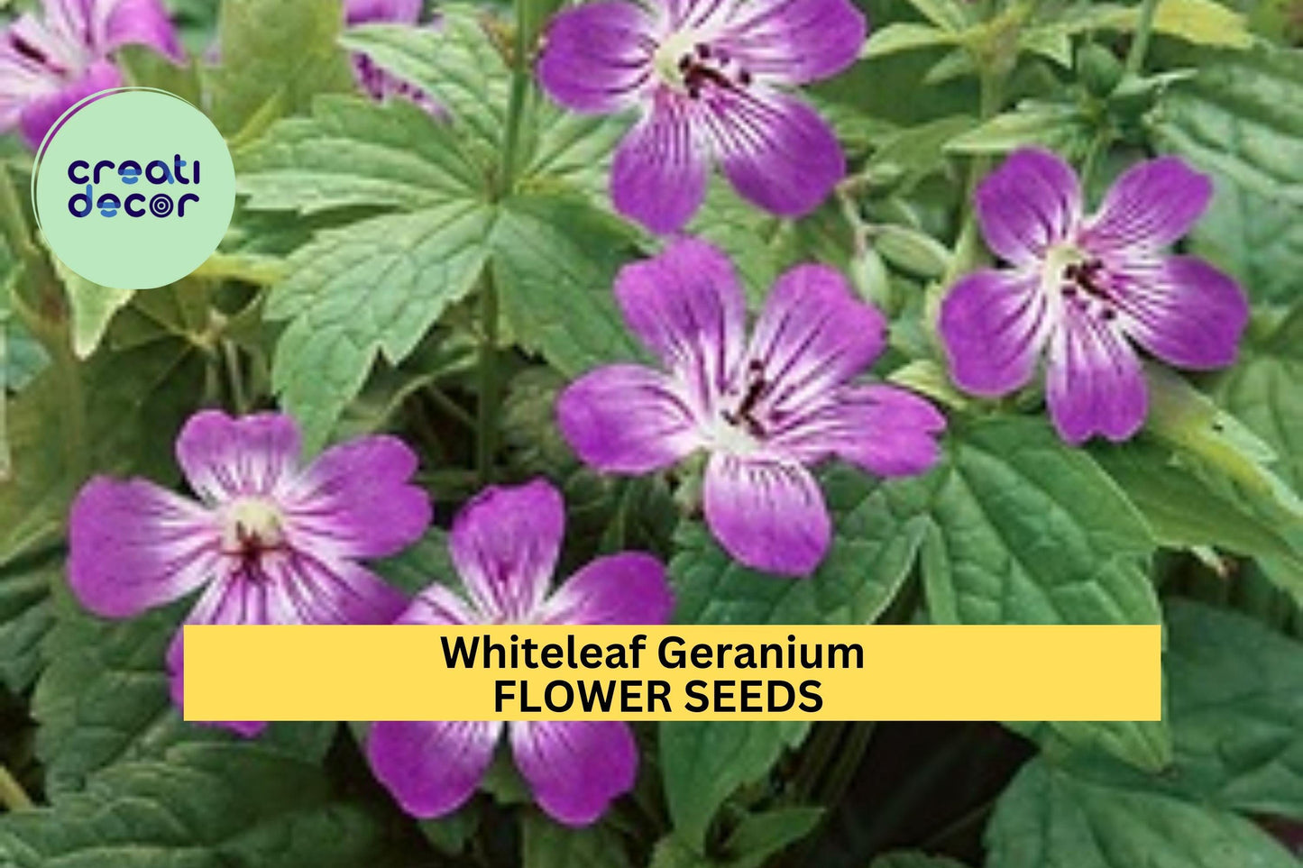 25+ Whiteleaf Geranium Seeds – Soft Green Foliage & Delicate Blooms for Garden Planting, Shade-Tolerant Groundcover – USA