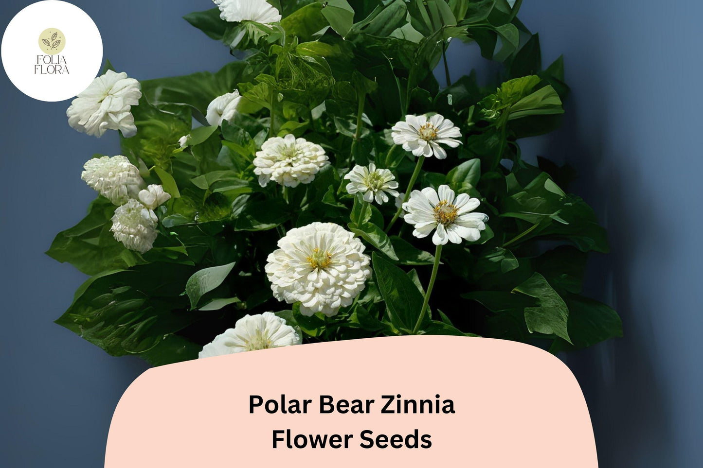Polar Bear Zinnia Seeds – 100+ Pure White Annual Garden Flowers for Planting