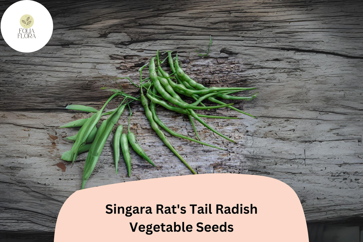 500+ Singara Rat's Tail Radish Seeds – Edible Pods & Heirloom Garden Radish