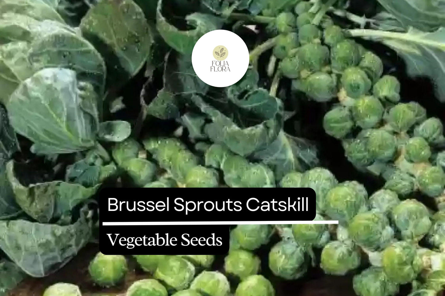 500+ Catskill Brussels Sprouts Seeds | Brassica oleracea | Heirloom Sprout Variety | Bulk Garden Vegetable Seeds
