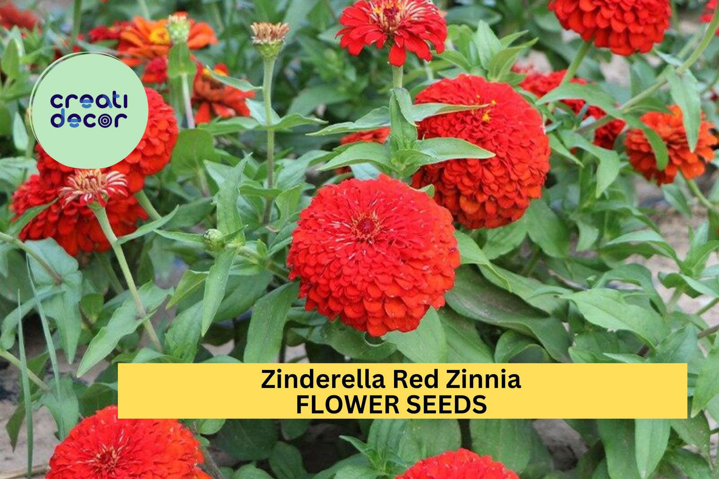 100+ Zinderella Red Zinnia Seeds – Unique Scabiosa-Type Blooms for Garden Planting, Bold Double Red Flowers – USA