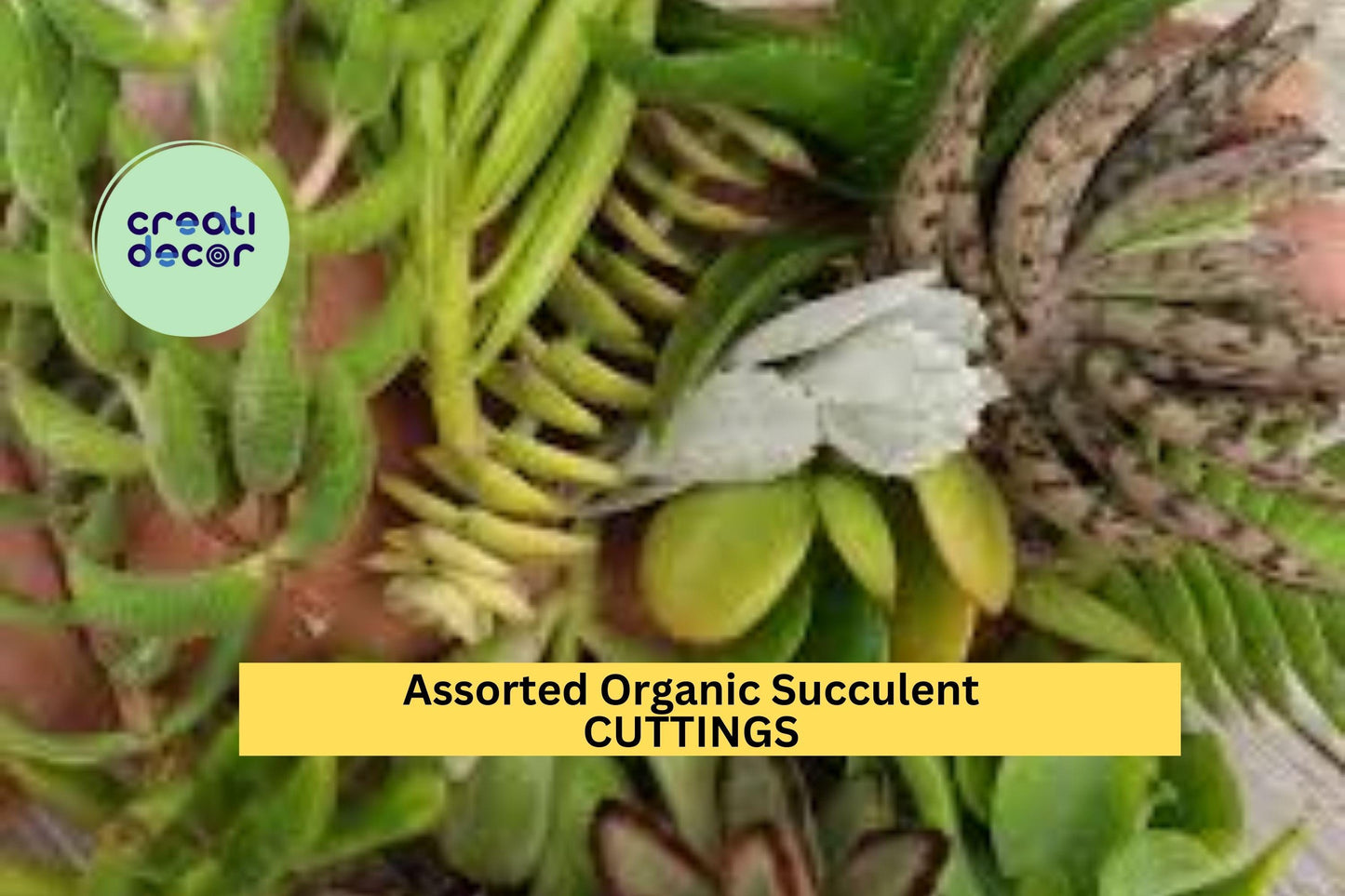 20 Assorted Organic Succulent Cuttings + 2 Free | Mixed Unrooted Clippings for Crafts, Pots, Terrariums, or Garden Projects