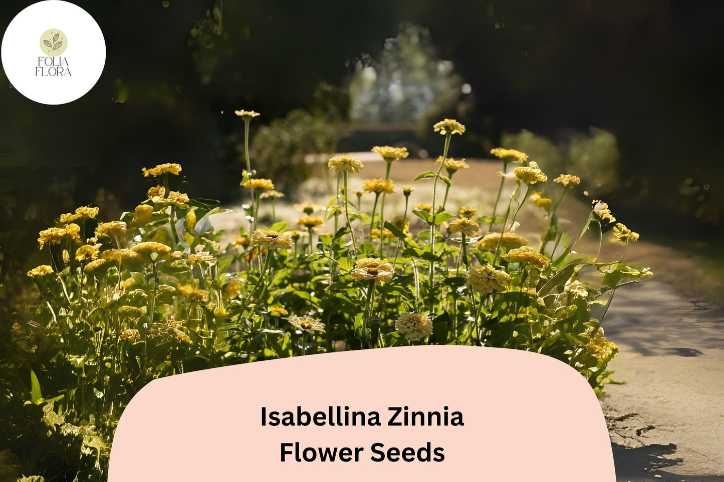 100+ Isabellina Zinnia Seeds – Pale Cream Blooms for Bouquets, Borders & Cottage Gardens