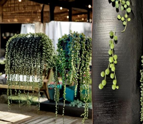 String of Pearls 10 Cuttings 4-5" (Senecio rowleyanus) Trailing Succulent