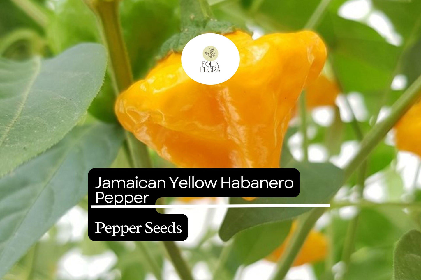 25 Jamaican Yellow Habanero Pepper Seeds – Capsicum chinense – Extra-Hot Chili, Fruity & Citrusy Flavor, Non-GMO, 200,000–300,000 Scoville
