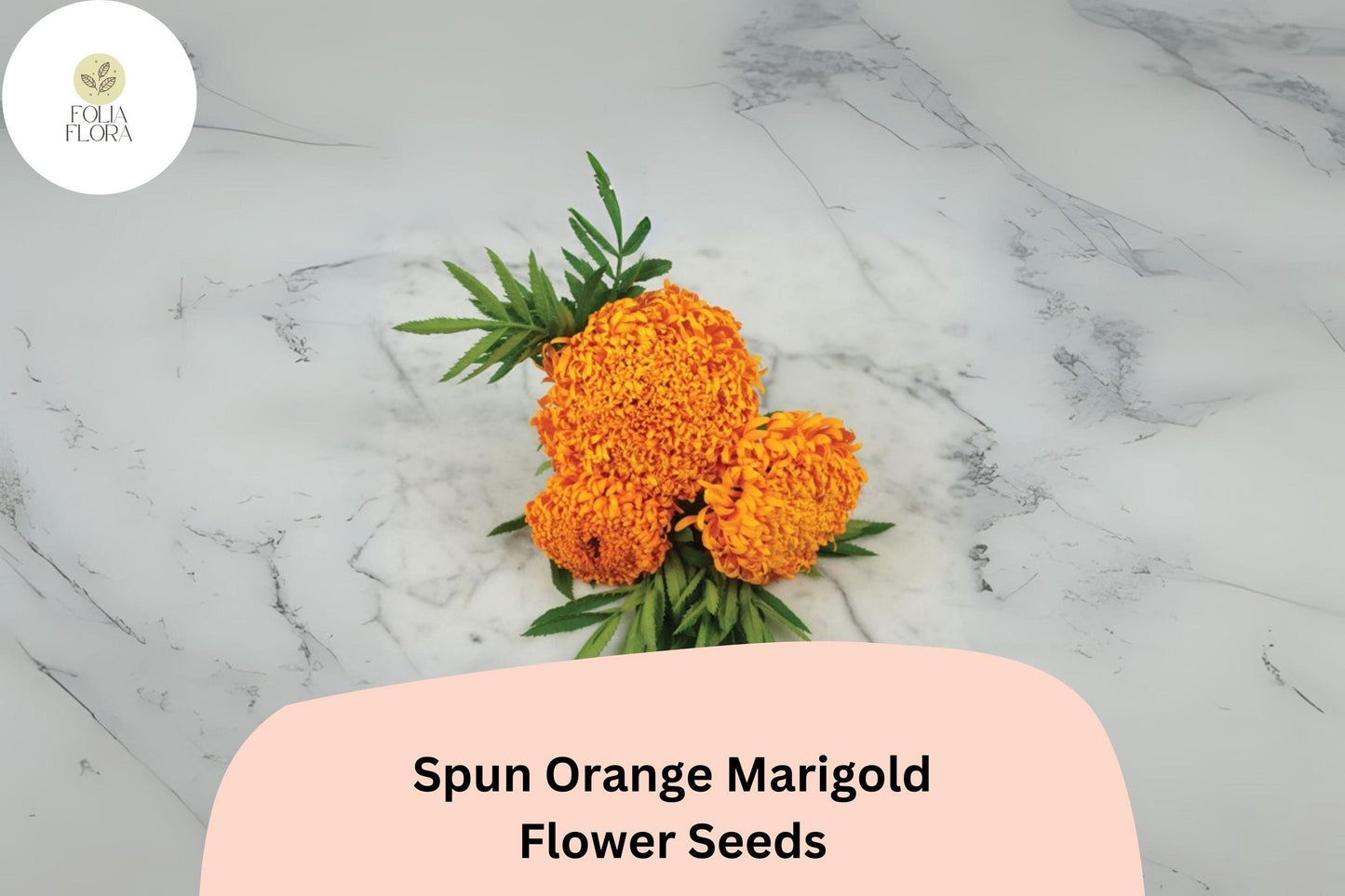 25+ Spun Orange Marigold Seeds | Tagetes erecta | Large Ruffled Orange Blooms | Easy Annual Garden Planting Seeds