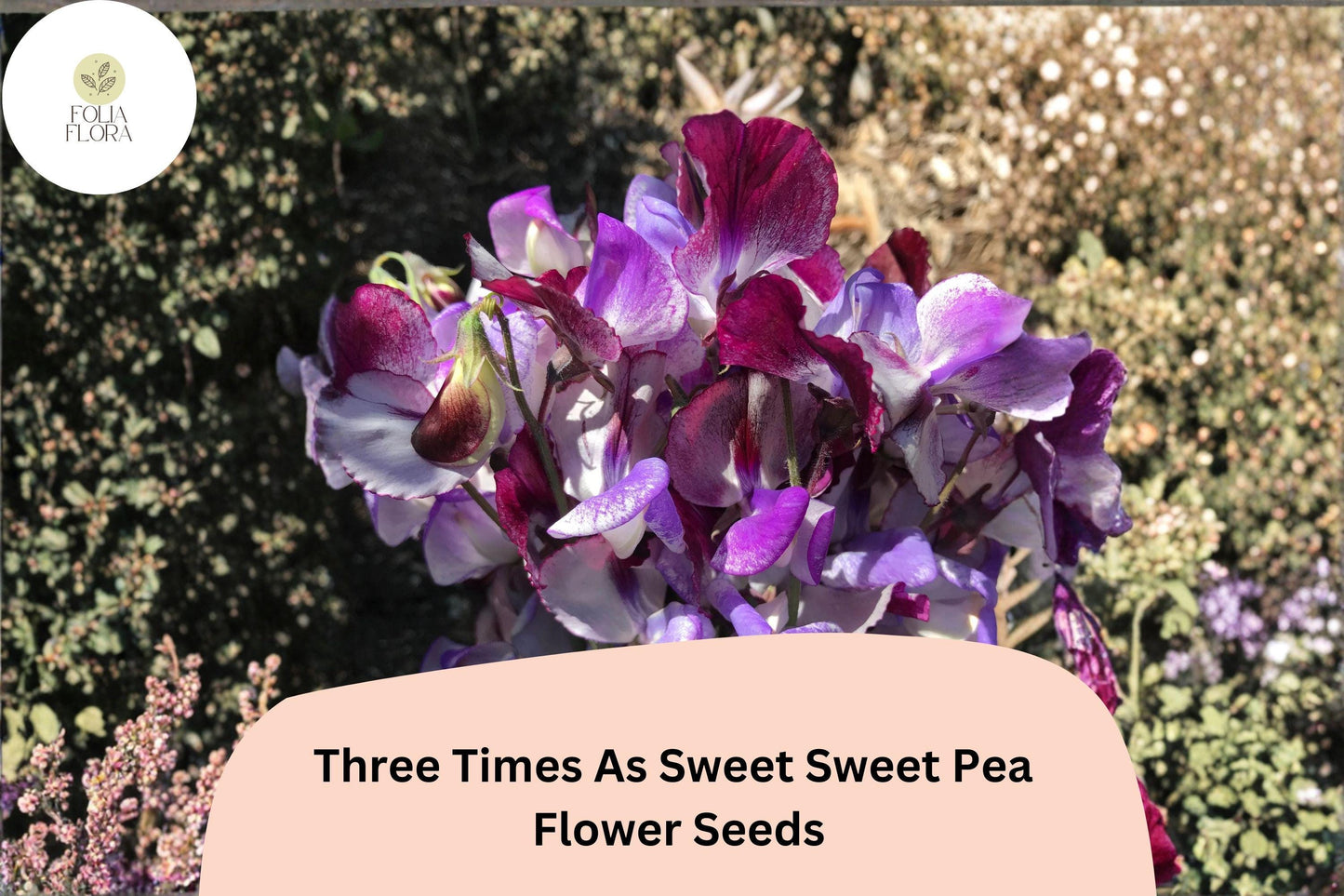 Three Times As Sweet Sweet Pea Seeds | Lathyrus odoratus Garden Flowers for Planting (50+ Seeds)