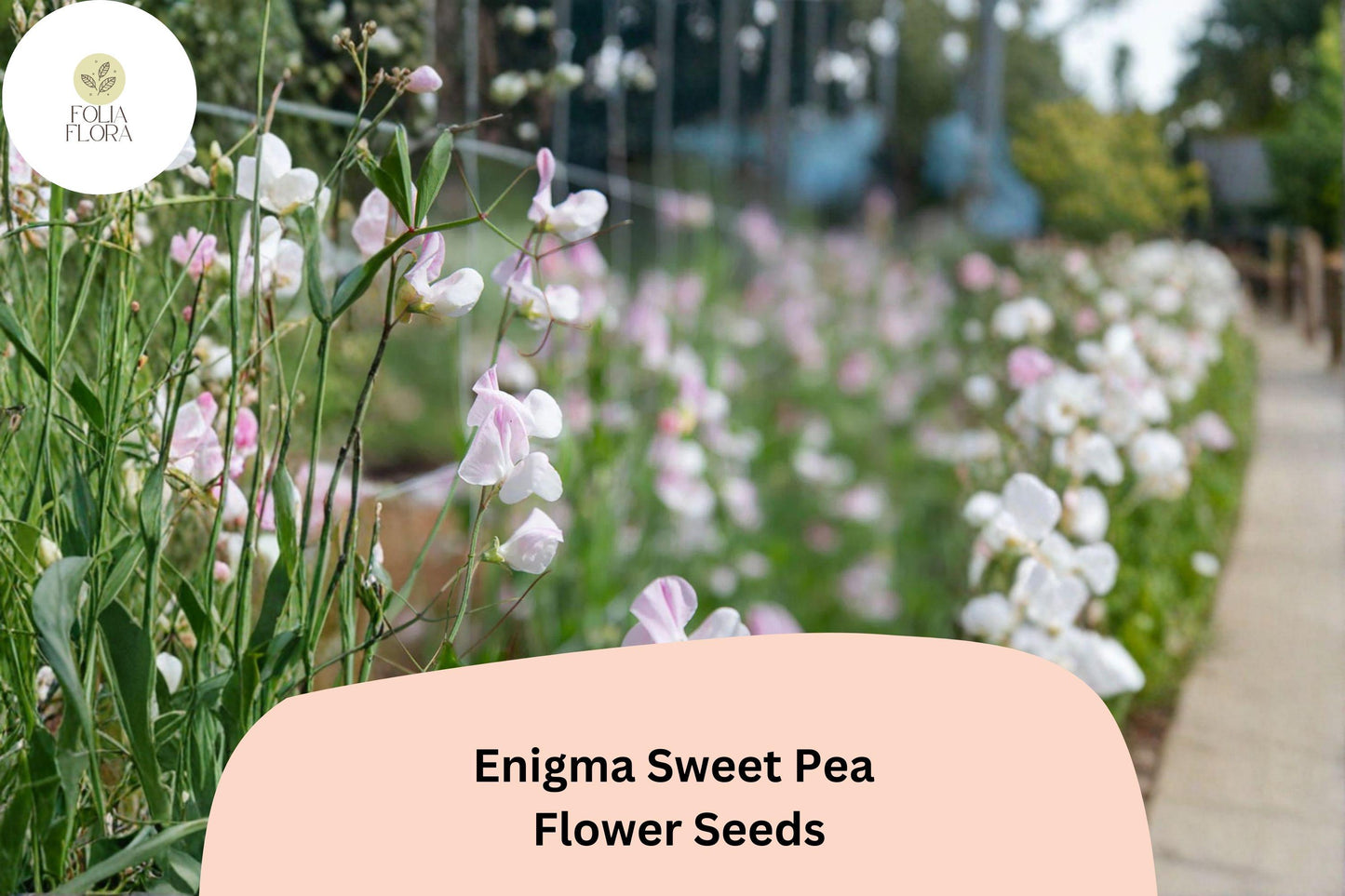Enigma Sweet Pea Seeds | Lathyrus odoratus Vine Pink Blooms Garden Planting (50+ Seeds)