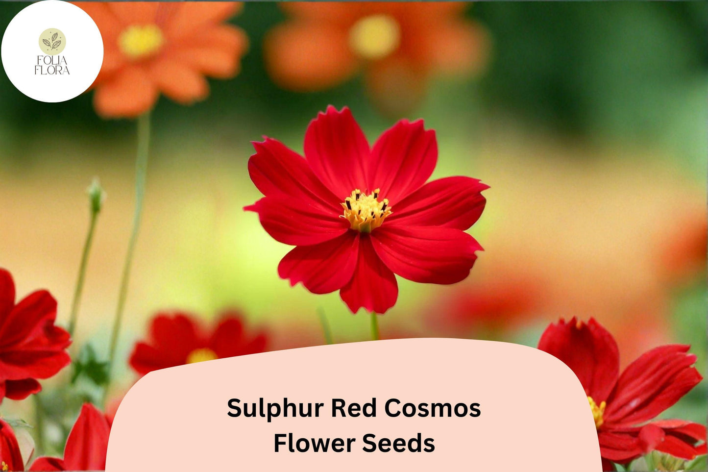 200+ Sulphur Red Cosmos Seeds | Cosmos sulphureus | Bright Red Blooms | Easy Annual Flower Seeds for Garden