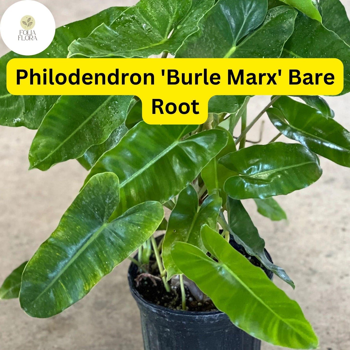 1 Philodendron 'Burle Marx' Live Rooted Plant, Bare Root, Tropical Indoor Houseplant, Easy to Grow
