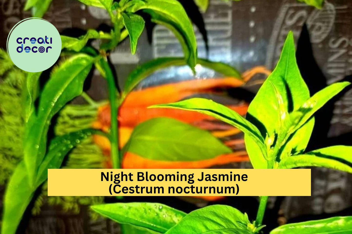 Night Blooming Jasmine Live Plant – Cestrum nocturnum – 10 Inch Fully Rooted Fragrant Flowering Shrub in Container