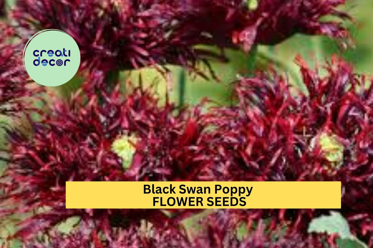 200+ Black Swan Poppy Seeds – Deep Burgundy Ruffled Blooms for Garden Planting, Elegant Cottage Garden Annuals – USA