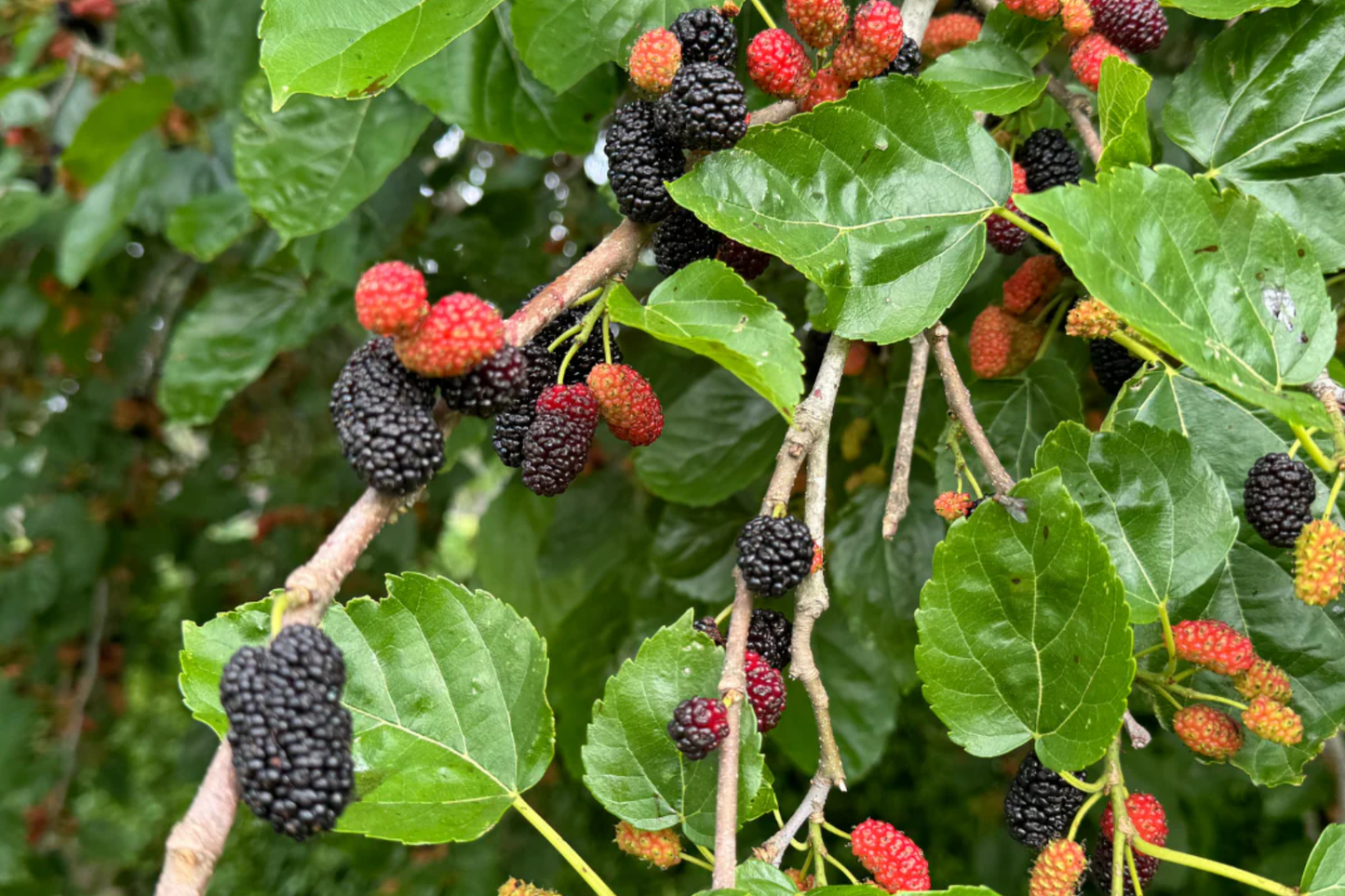 Mulberry Tree 1ā²-2ā² Live Starter Tropical Fruit Tree | Morus | Sweet Berries | Perfect for Gardens | Easy to Grow & Nutritious