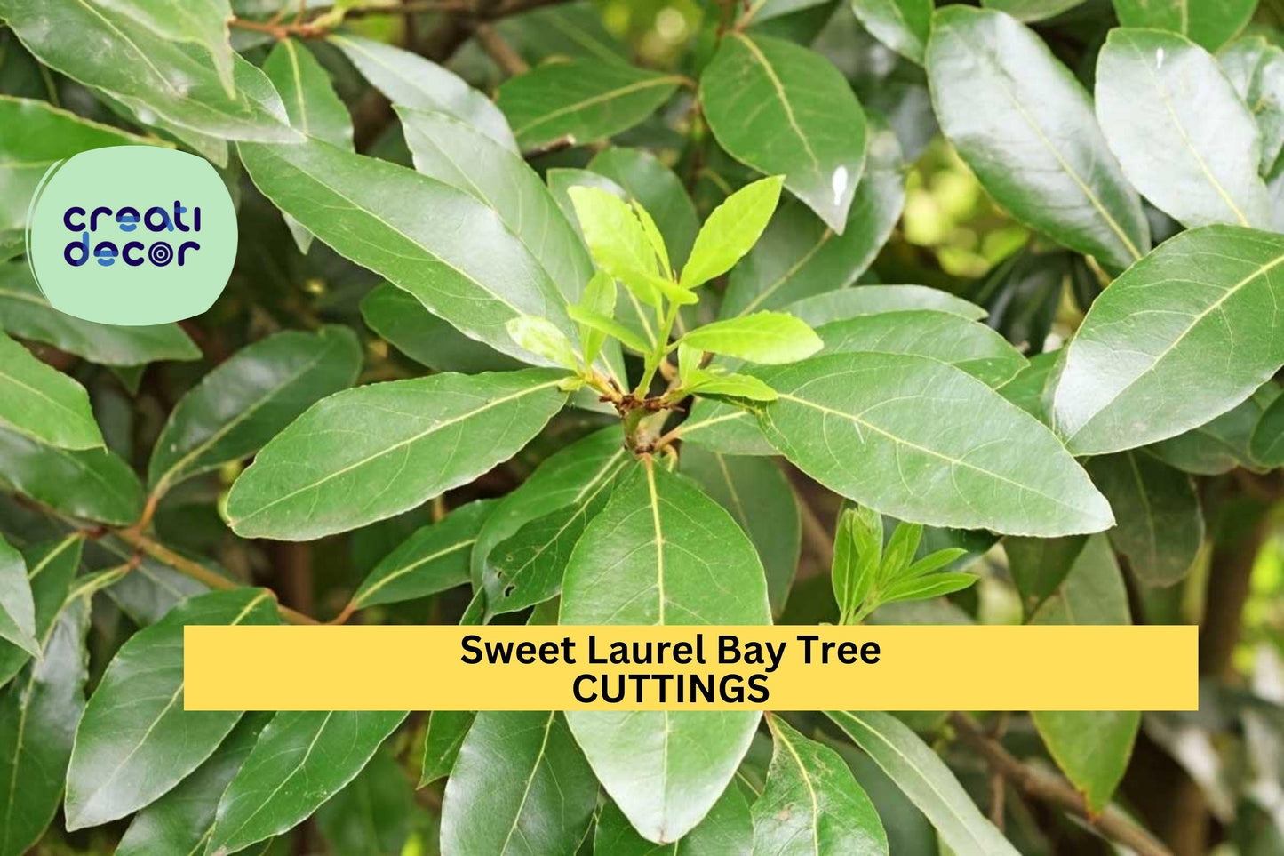 10 Sweet Bay Laurel Tree Cuttings – Laurus nobilis | Culinary Herb Cuttings for Planting in Pots or Gardens | Fresh Unrooted Stems