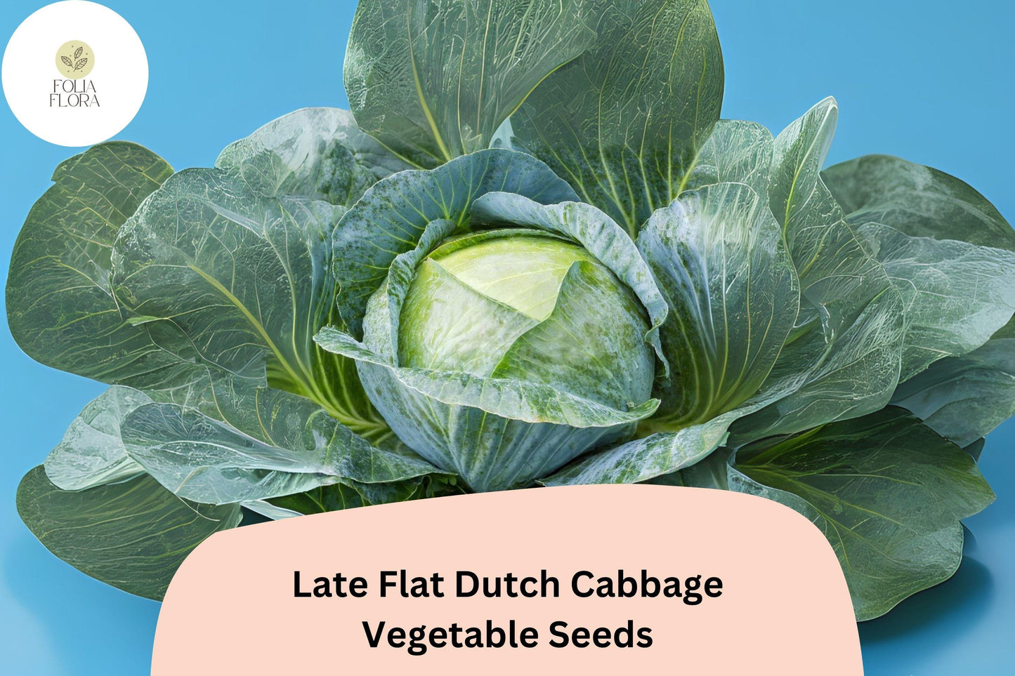 500+ Late Flat Dutch Cabbage Seeds | Brassica oleracea | Heirloom Large-Head Storage Cabbage for Garden Planting