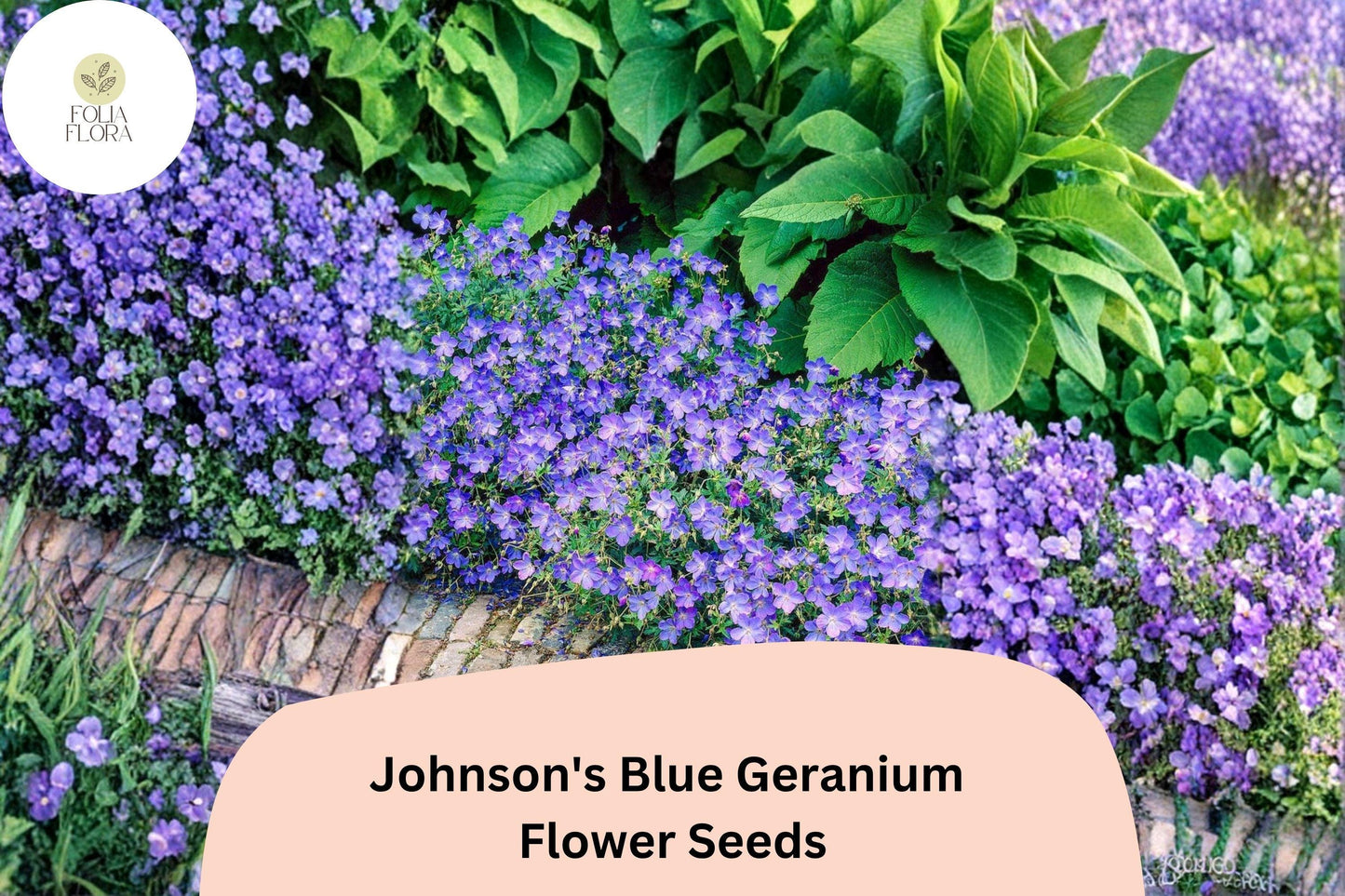25+ Johnson's Blue Geranium Seeds for Garden Planting – Purple Flowers, Hardy Perennial
