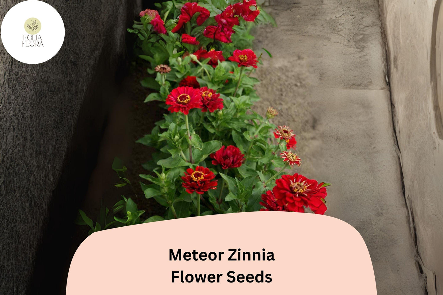 100+ Meteor Zinnia Seeds – Deep Red Blooms for Garden Planting, Borders & Cut Flowers