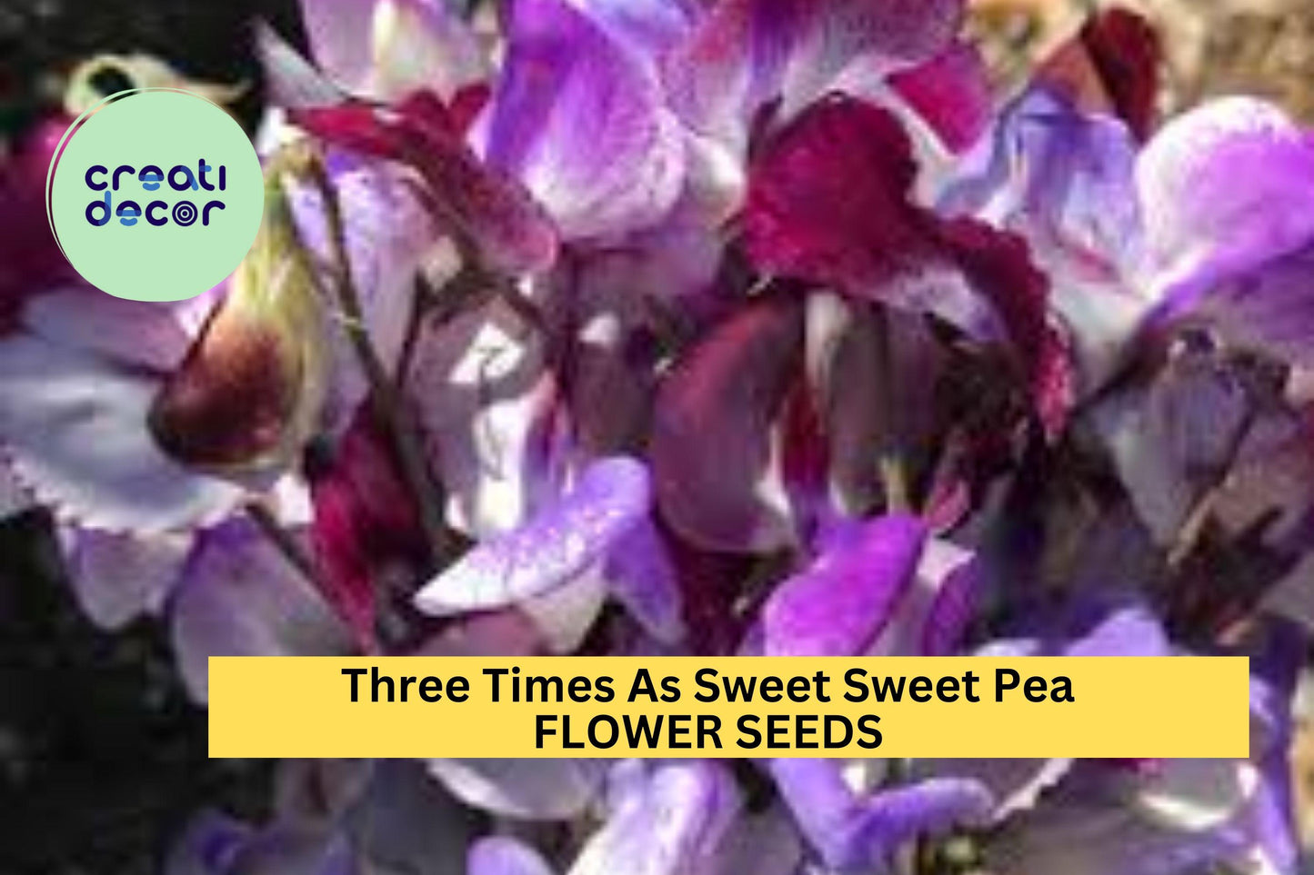 50+ Three Times As Sweet Sweet Pea Seeds – Triple Bloom Stems with Fragrance, Climbing Vines for Trellises & Bouquets – USA