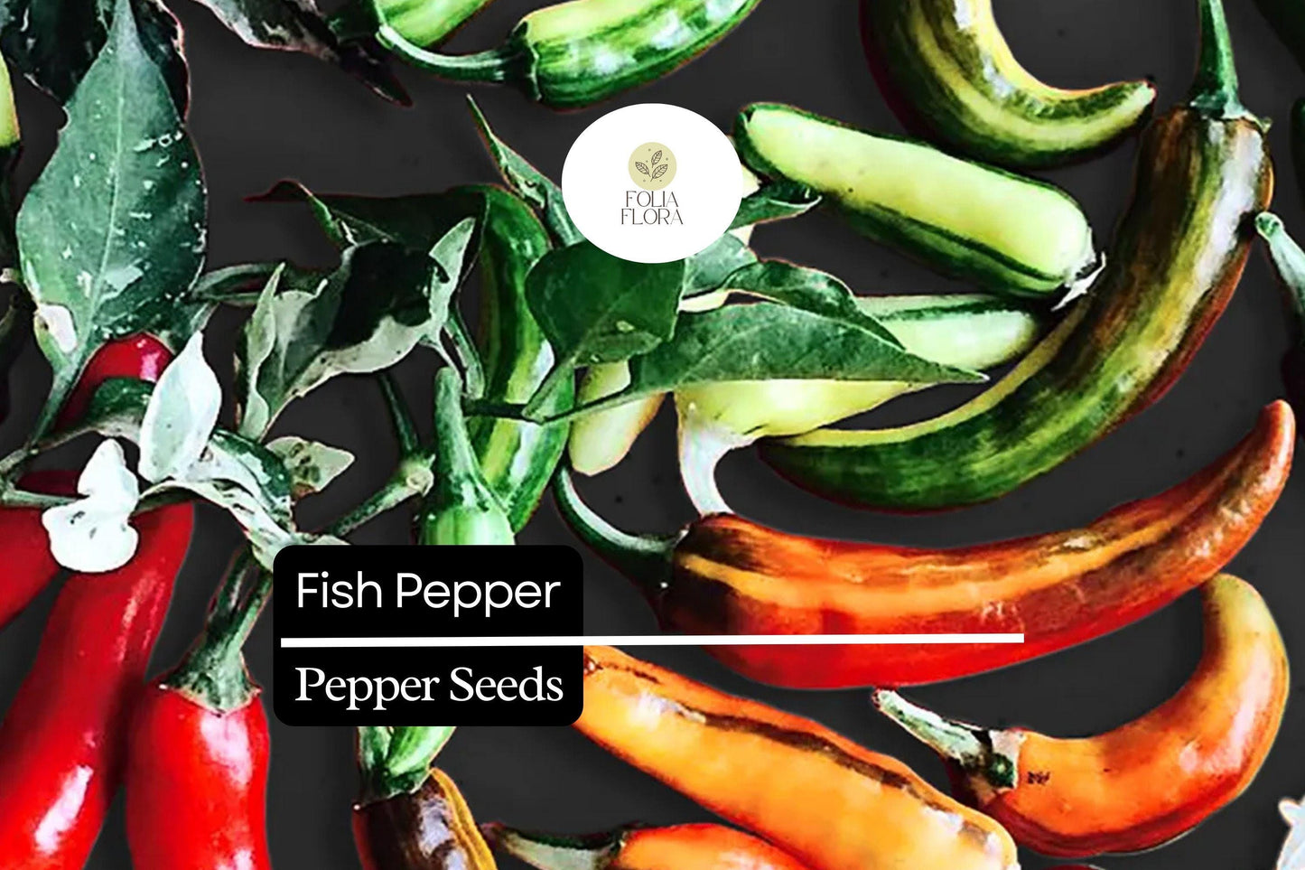 20 Fish Pepper Seeds – Heirloom, Striped Spicy Chili, Non-GMO, High-Yield Capsicum annuum