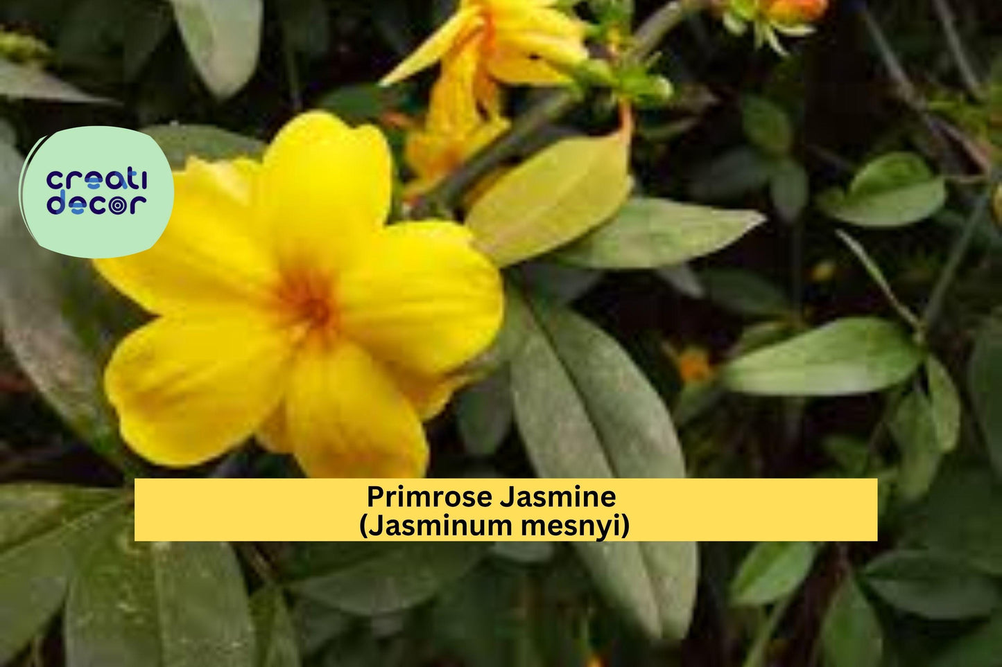 Primrose Jasmine Plant | Jasminum mesnyi Live Starter | Weeping Yellow Flowering Shrub for Garden Borders, Arbors, or Containers