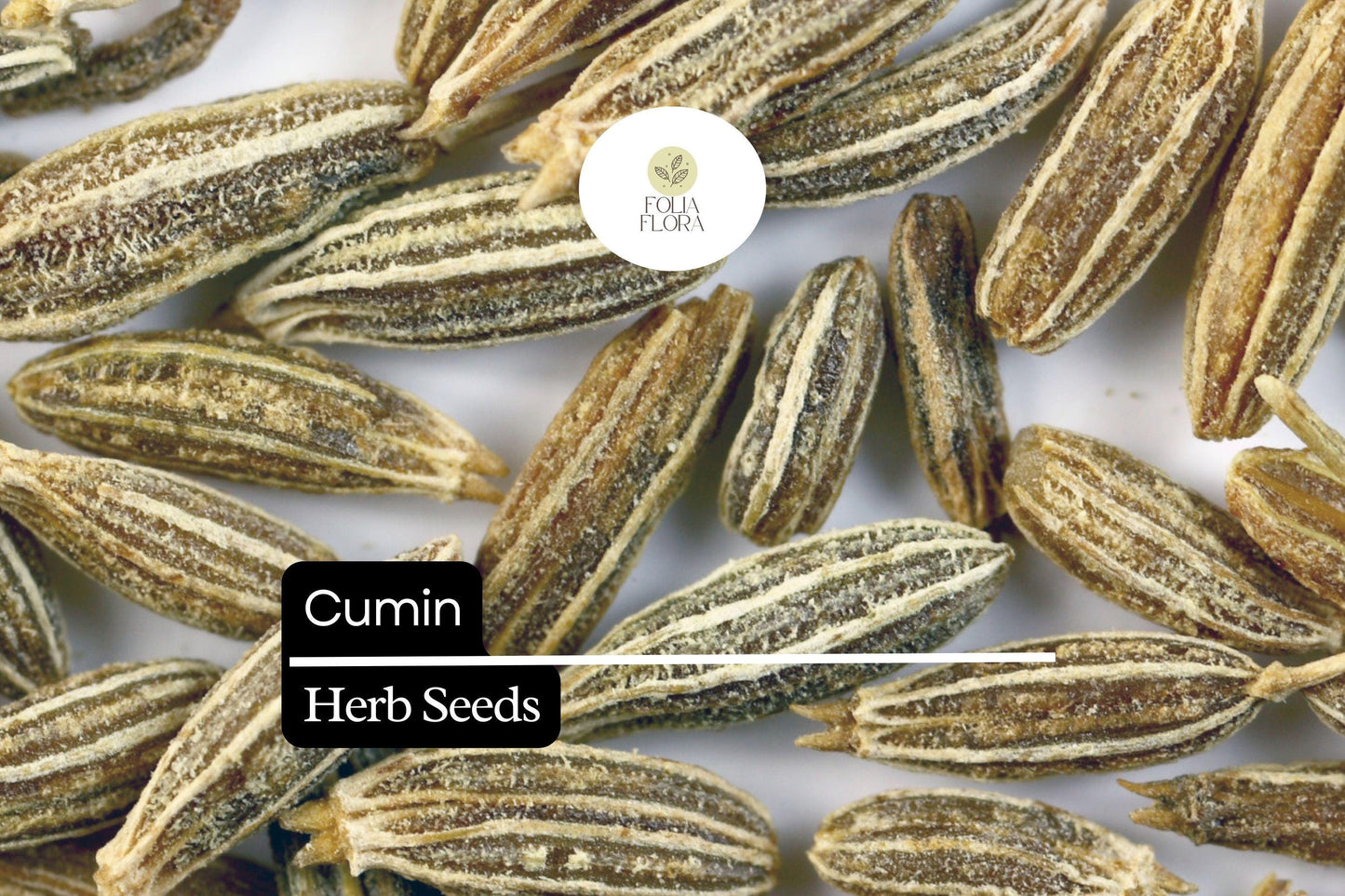 250 Seeds Cumin (Cuminum cyminum) – Aromatic Spice Herb for Cooking