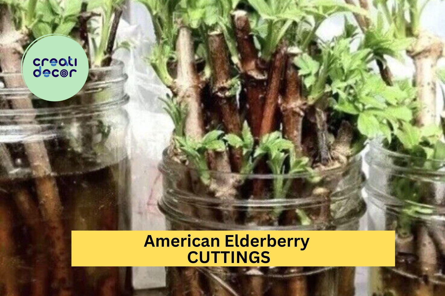 10 American Elderberry Cuttings – Unrooted Sambucus Shrub for Garden Planting, Hardy Native Perennial Bush – USA