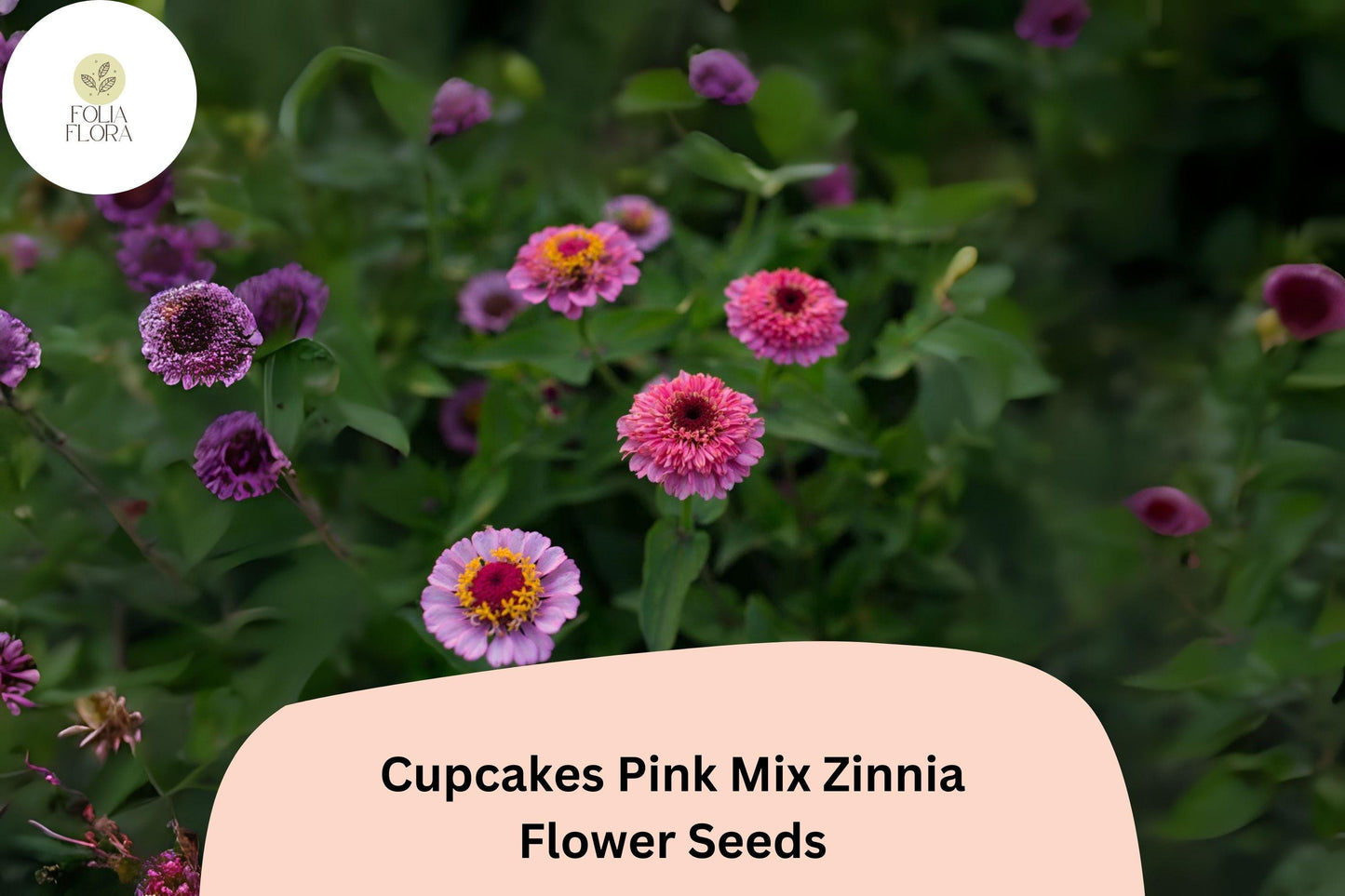 100+ Cupcakes Pink Mix Zinnia Seeds – Unique Ruffled Blooms in Shades of Pink for Summer Gardens