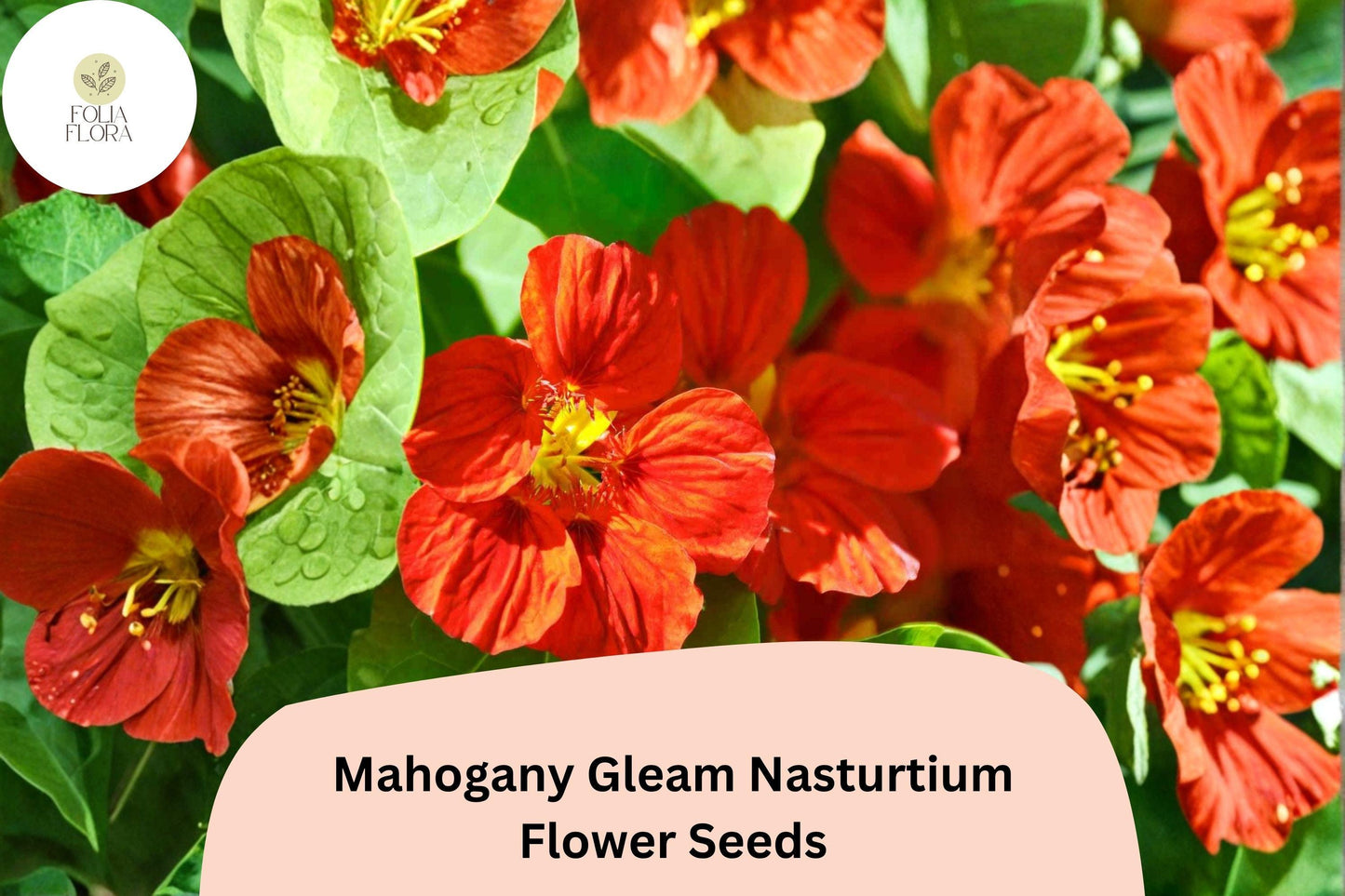 50+ Mahogany Gleam Nasturtium Seeds | Tropaeolum majus | Deep Mahogany-Red Blooms