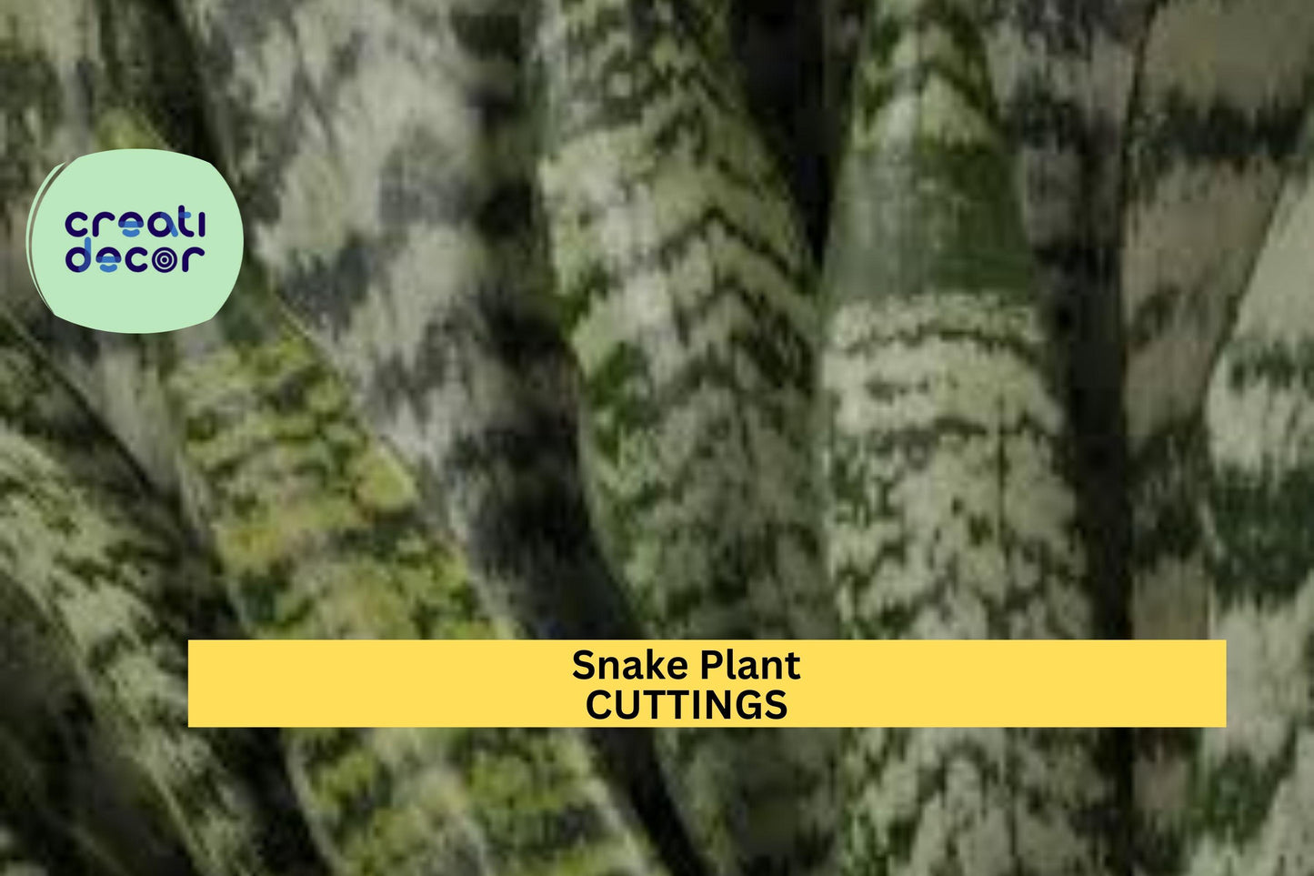 9 Sansevieria Starter Leaf Cuttings – Hawaiian-Grown Snake Plant | Organic Unrooted Houseplant Cuttings for Pots or Indoor Gardens