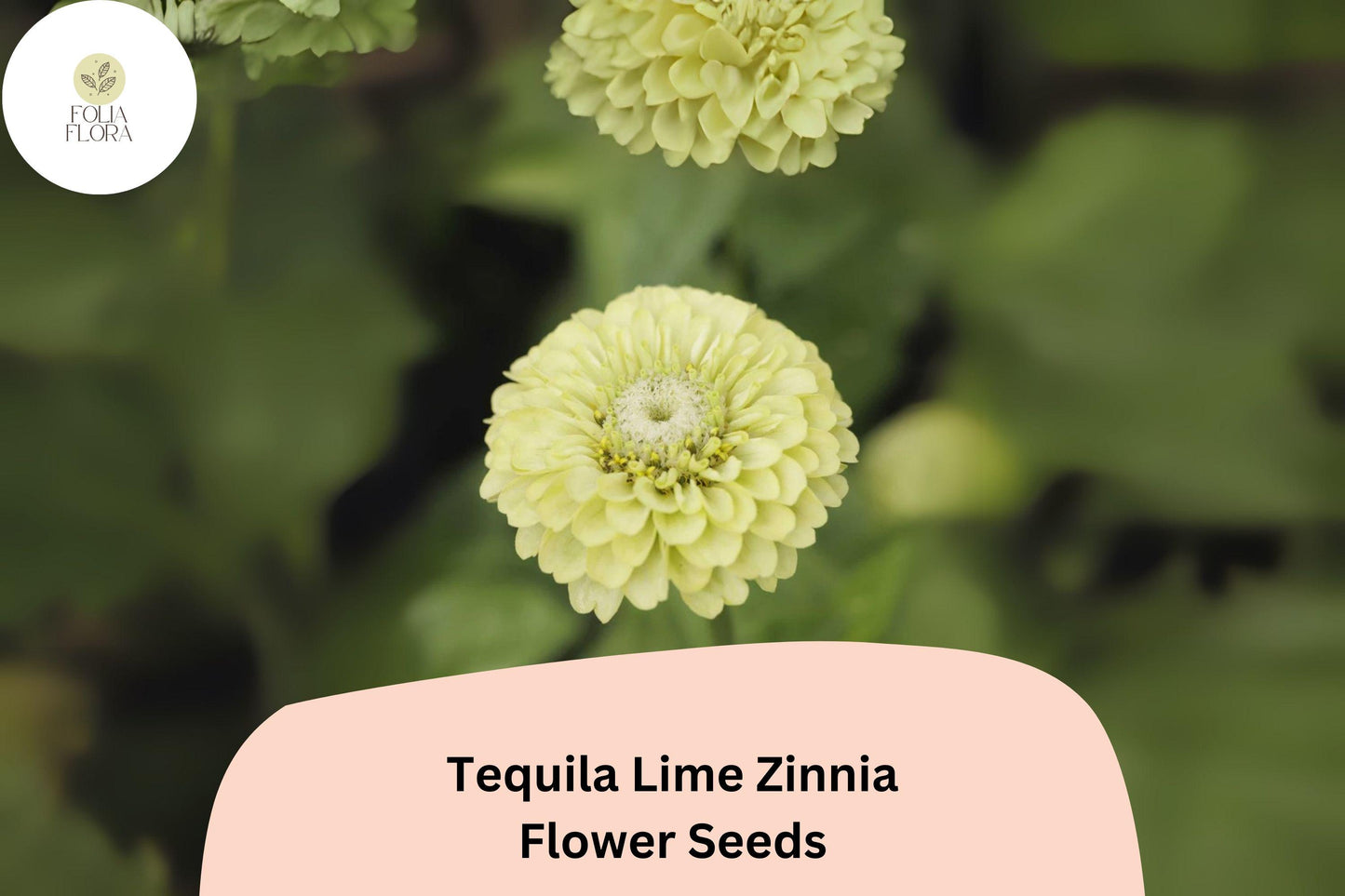 100+ Tequila Lime Zinnia Seeds | Vibrant Lime Green Blooms | Compact Garden Annual Flowers, Easy Grow, Cut Flower Variety